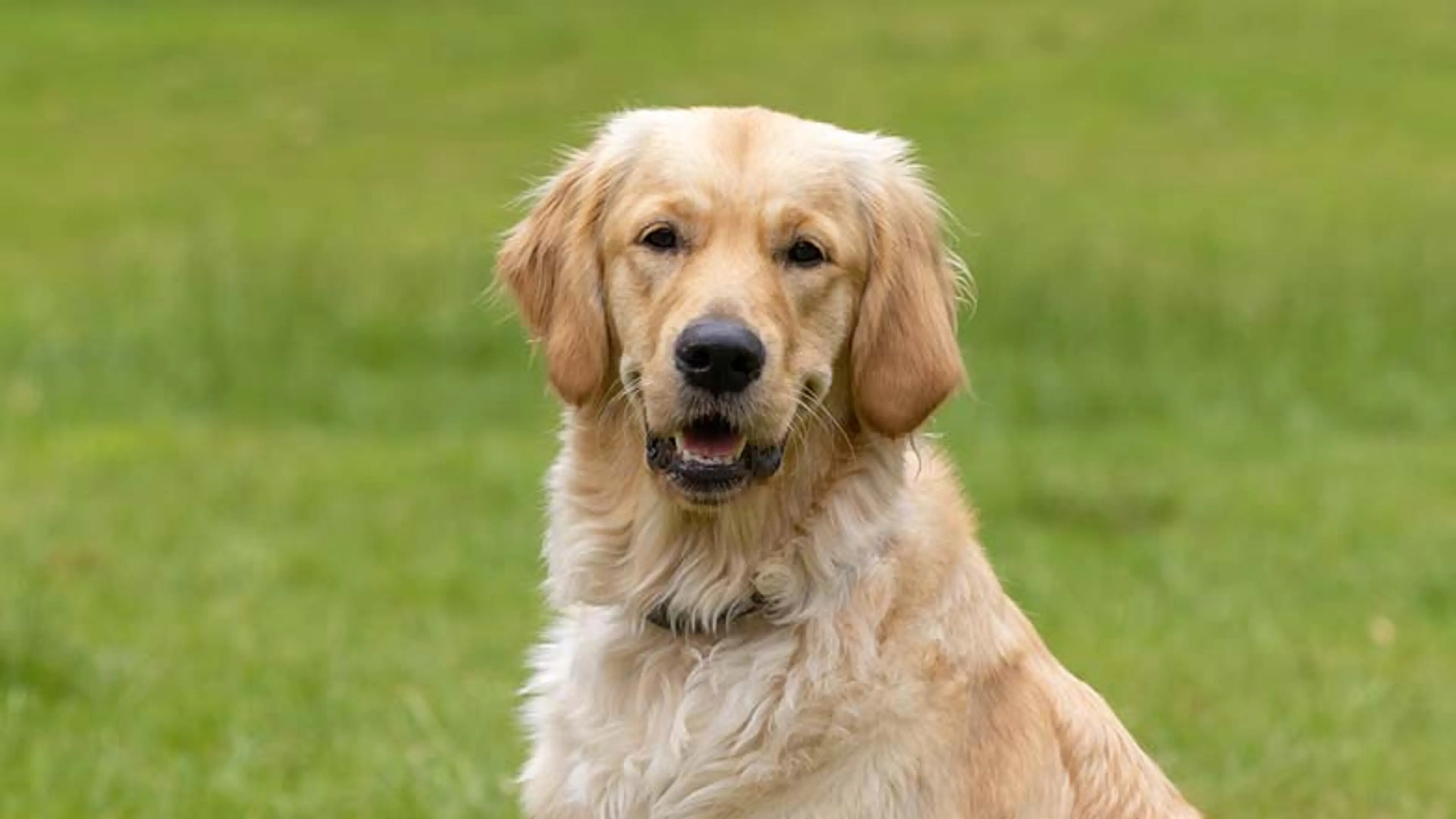 A close-up head shot of golden retriever Pudding looking into camera