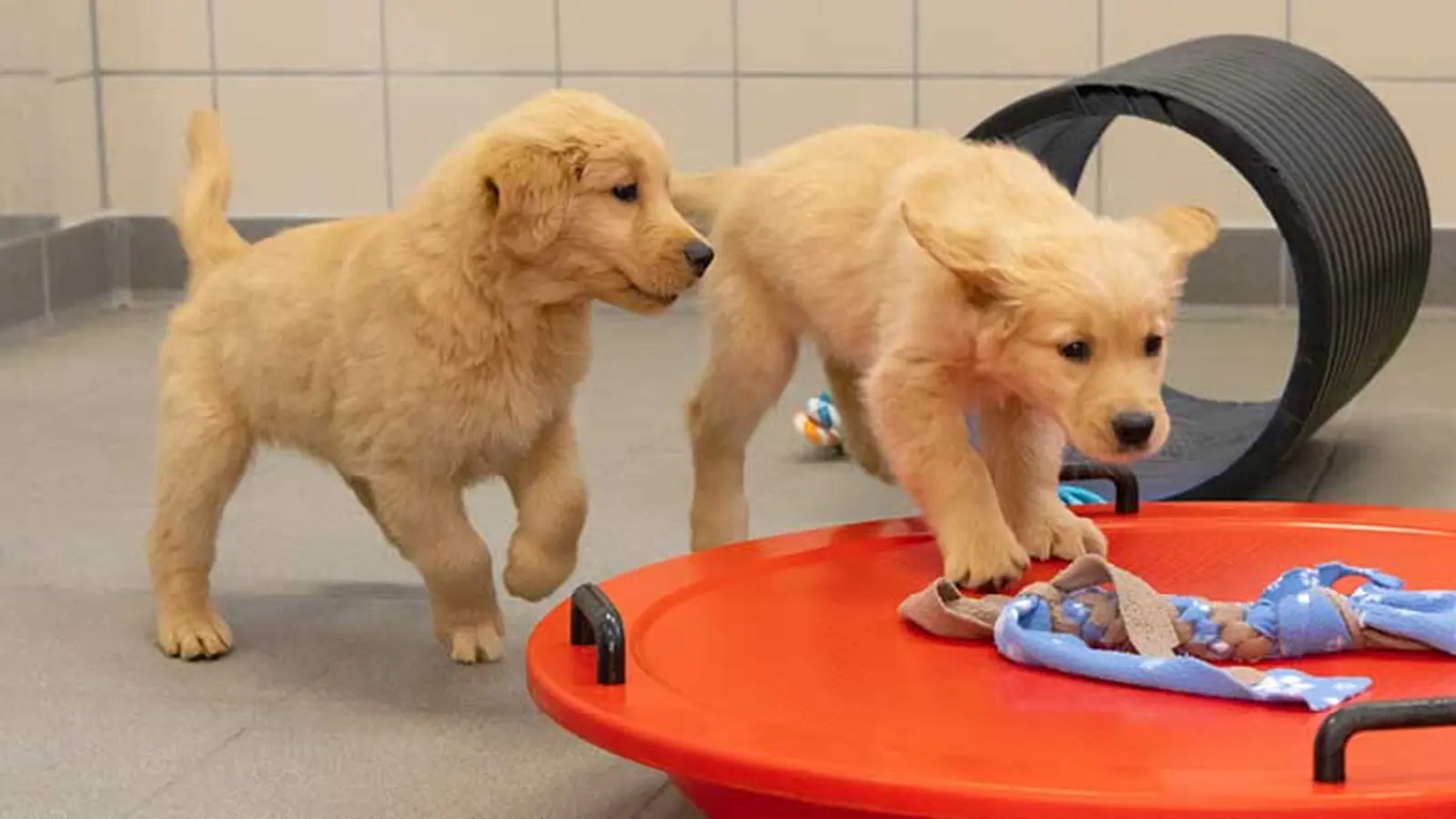 Toby and his sibling playing on a wobble board