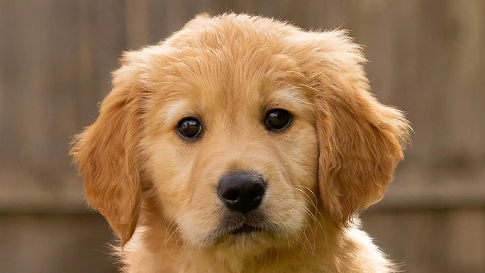 A headshot of golden retriever Parsnip looking to camera.
