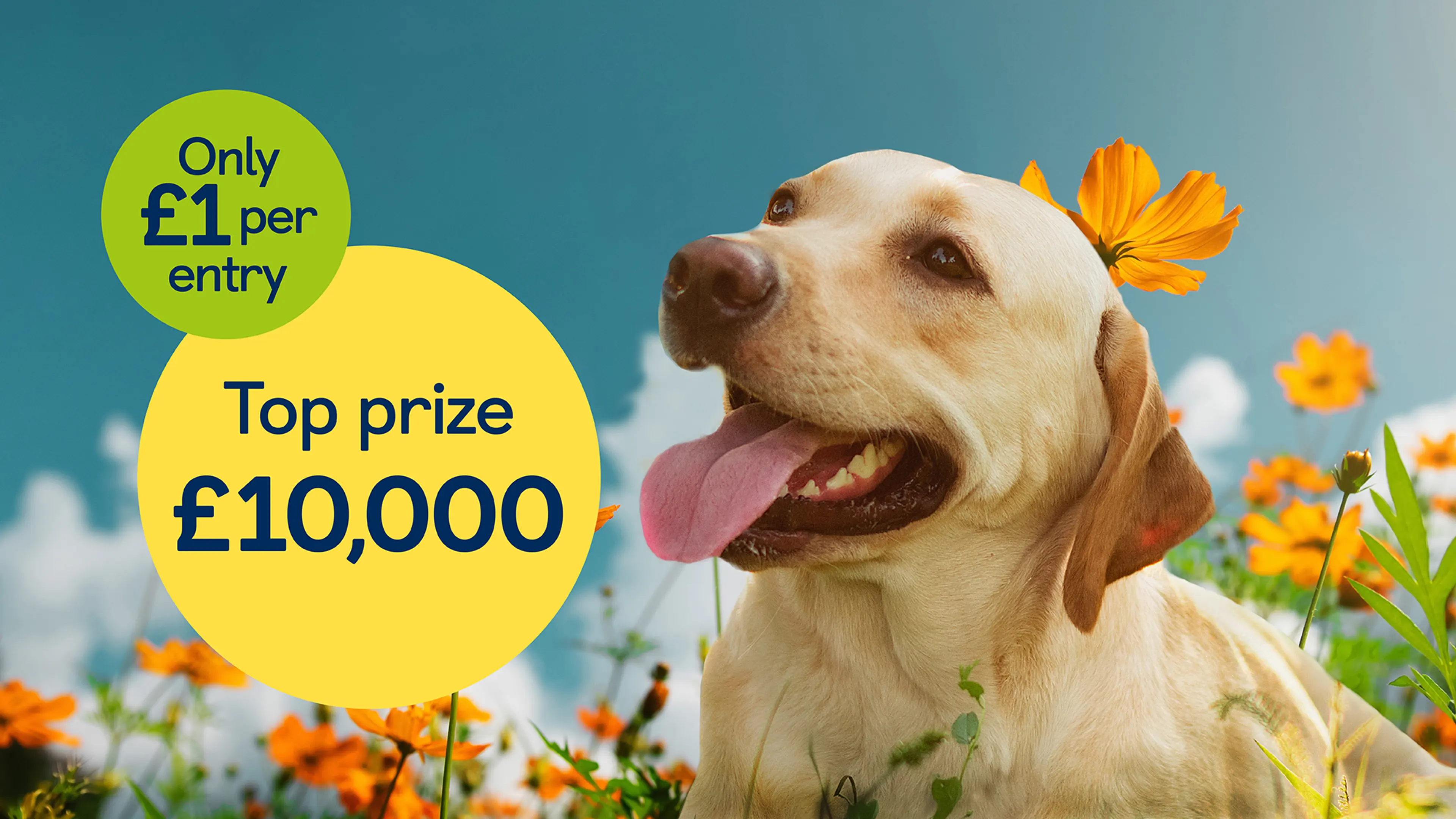Golden Labrador with its mouth open and tongue sticking out looking towards the summer raffle top prize bubble of £10,000 and text 'Only £1 per entry'. 