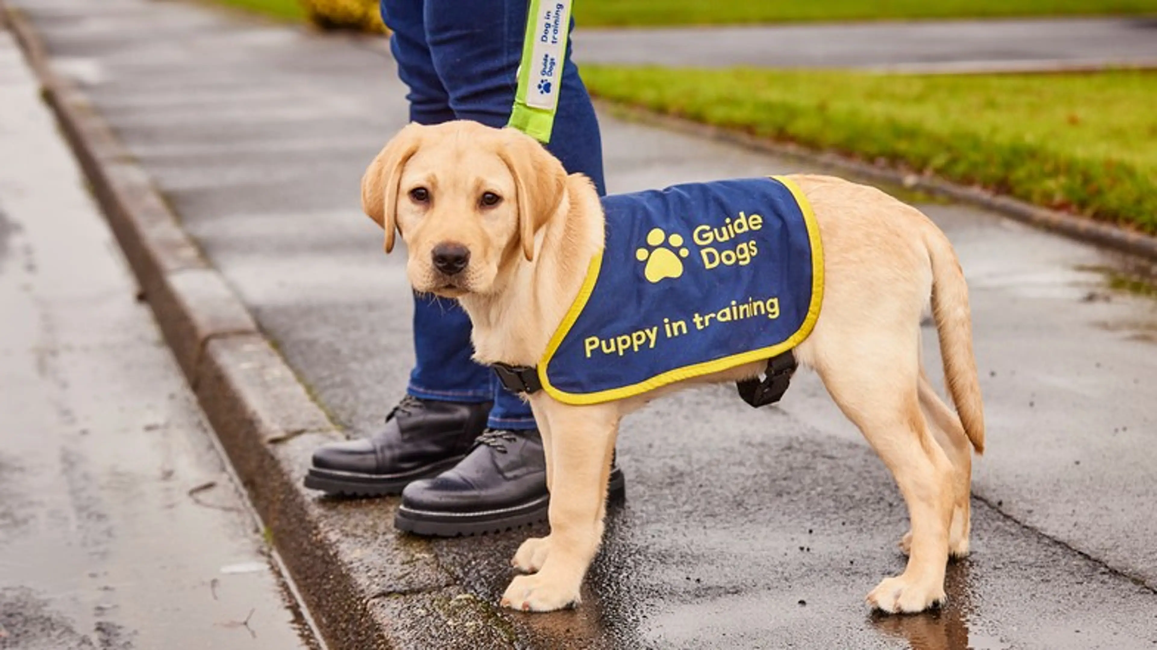 A volunteer puppy raiser stands by the kerb with a puppy