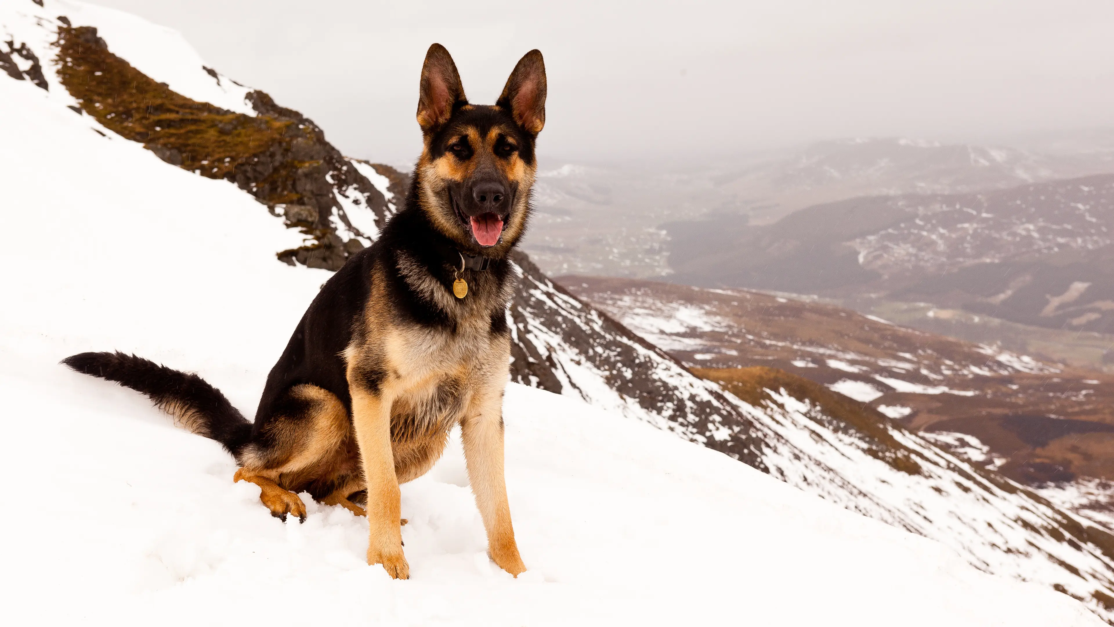German Shepherd sits in snow on the mountains.
