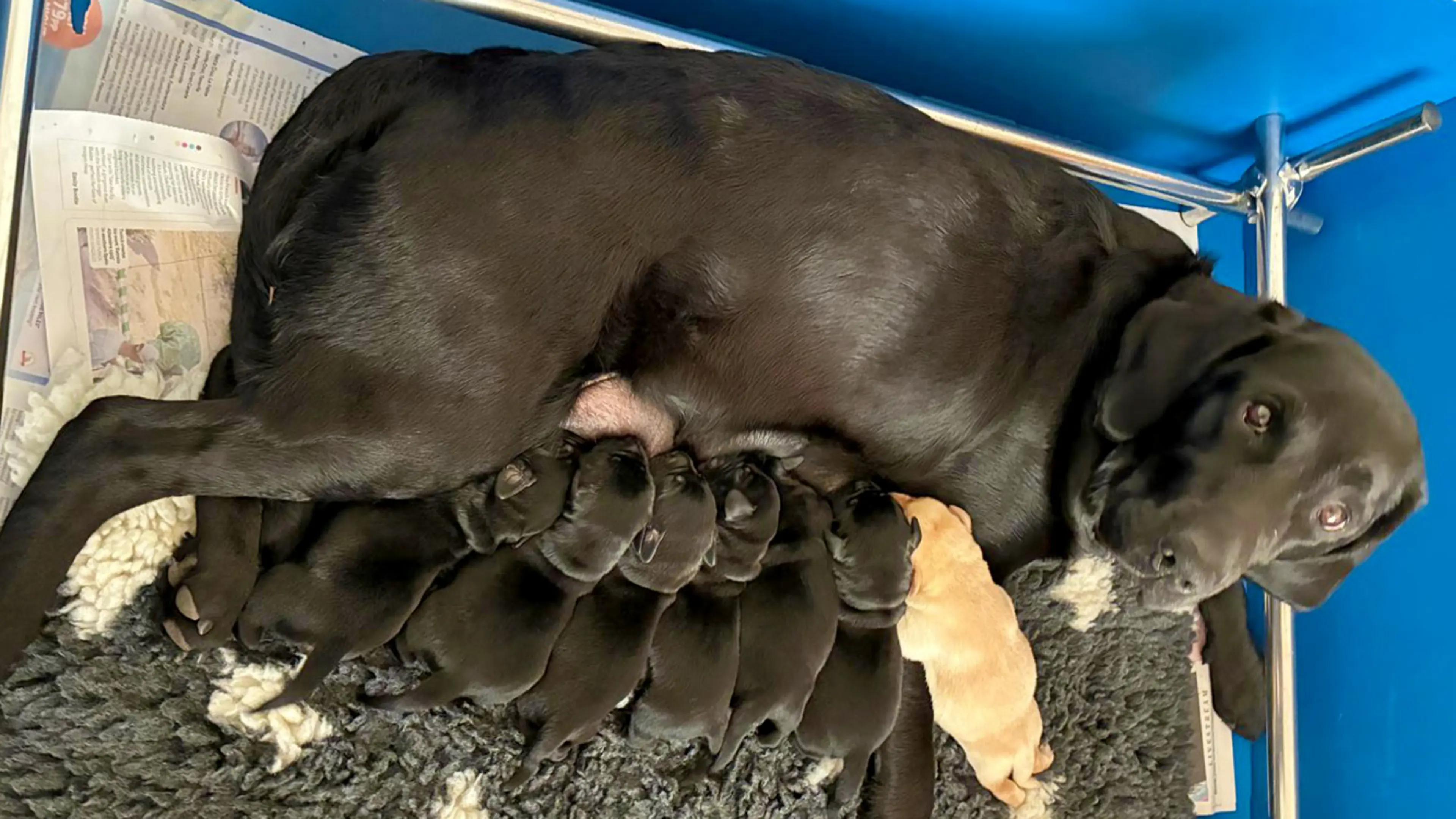 Rudy's litter snuggling with their mum.
