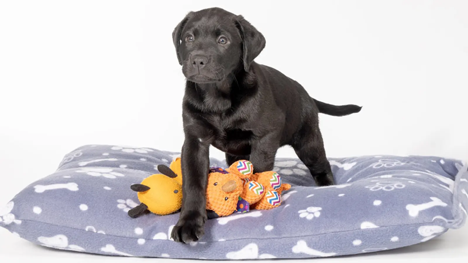 Frank on a dog bed walking over some toys