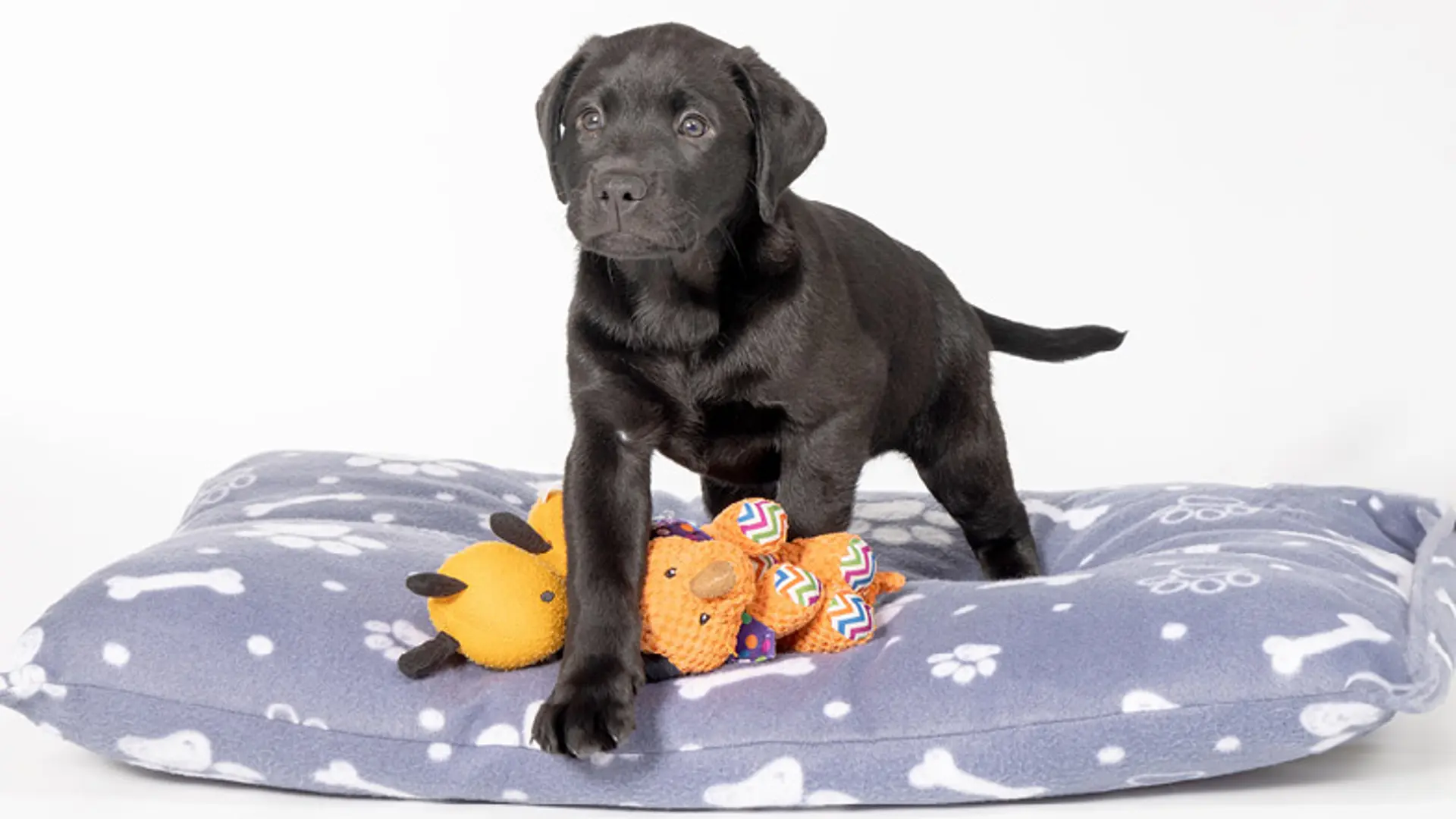 Frank on a dog bed walking over some toys