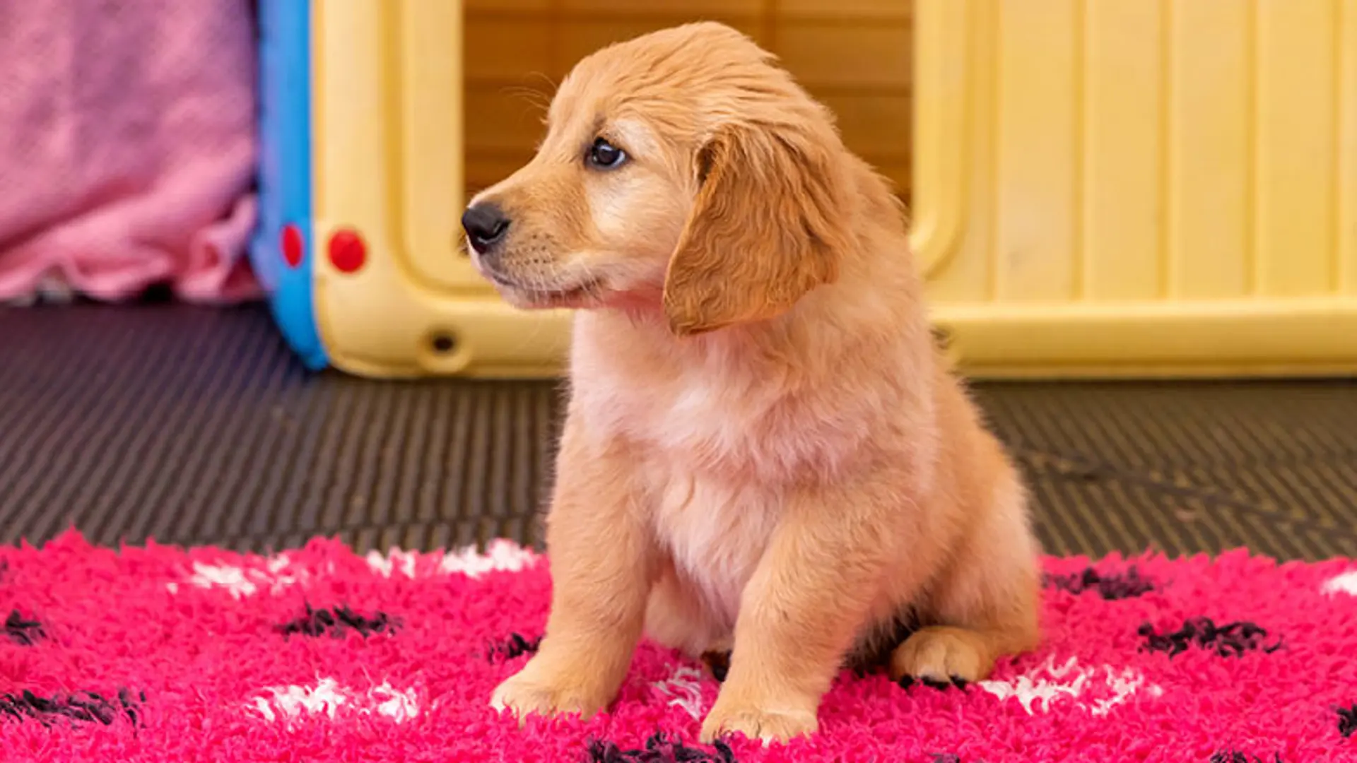 Parsnip sitting on a pink rug looking away from the camera.
