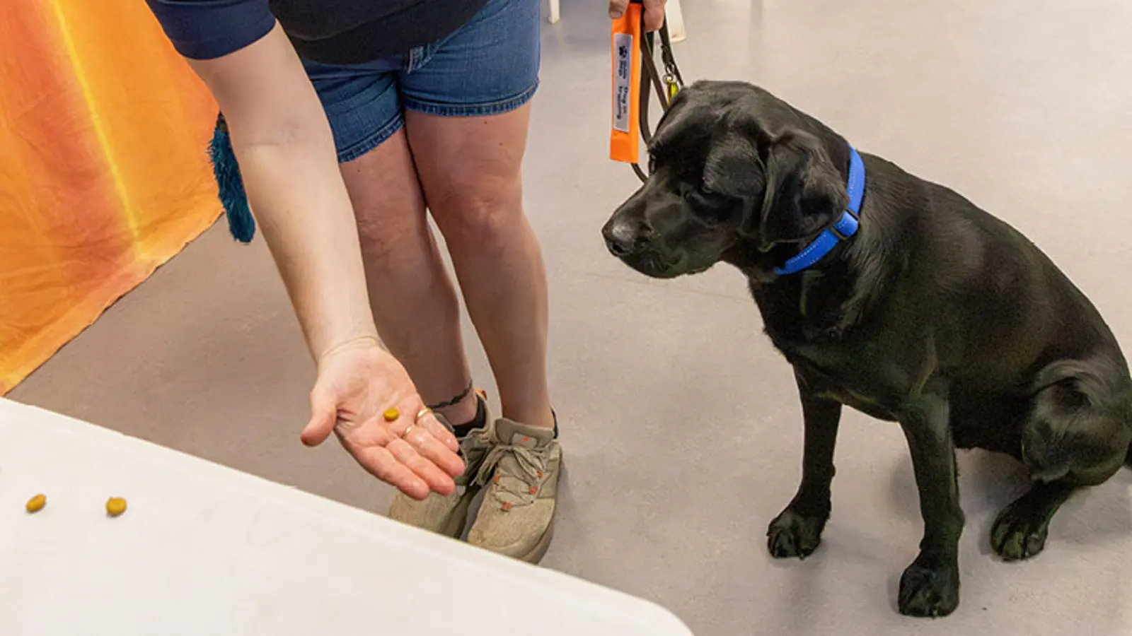 Jack sitting in a training room looking at Rachel's hand that has kibble in it.
