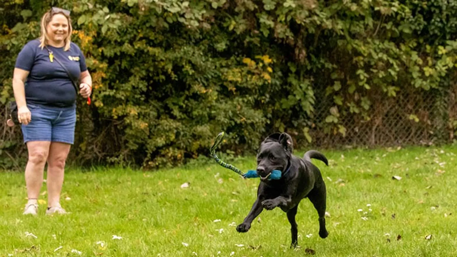 Jack is leaping with a blue tug toy in his mouth. 
