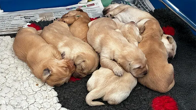 Darcy and her littermates snuggling together.
