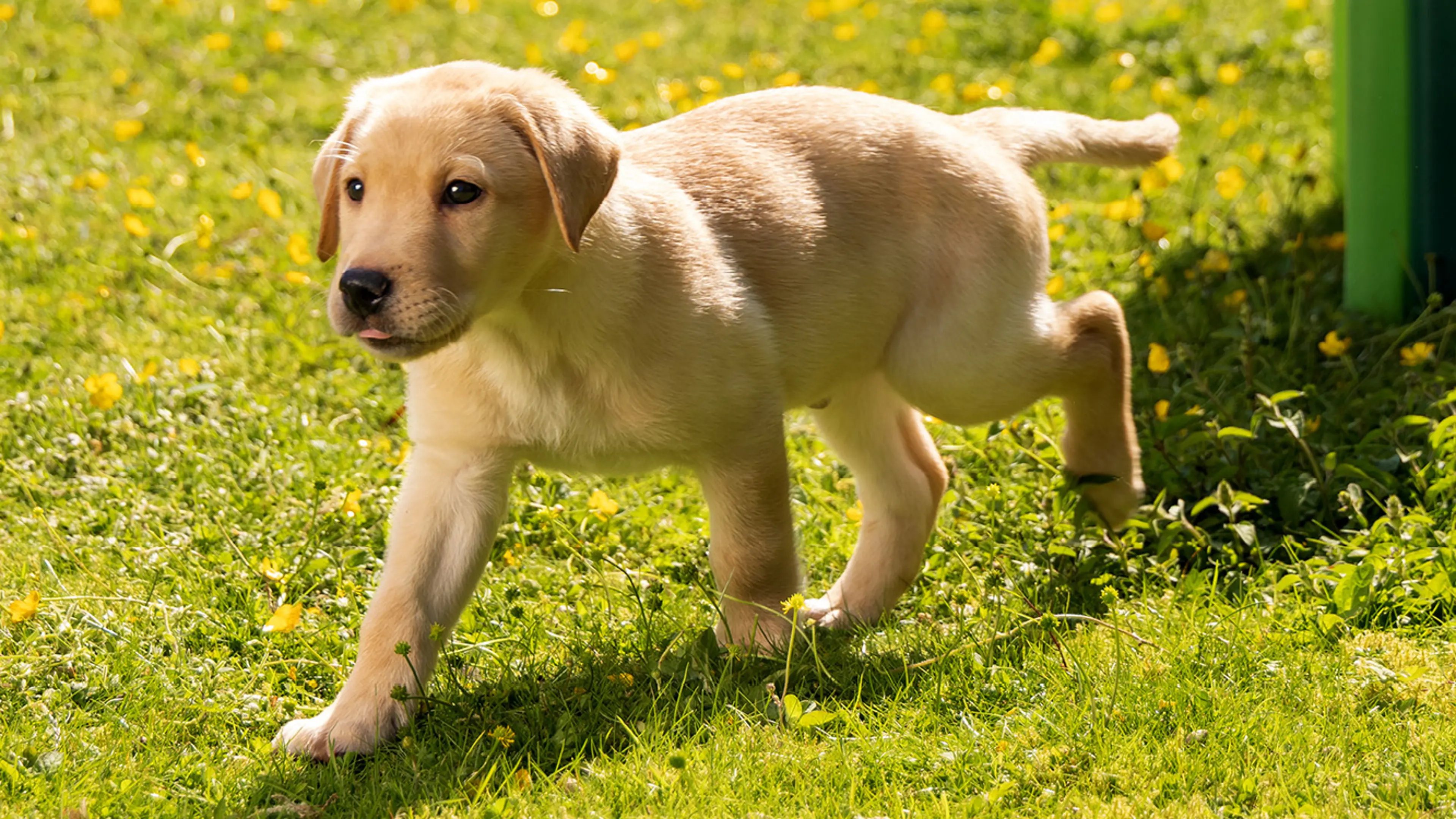 Bruce walking in the garden.
