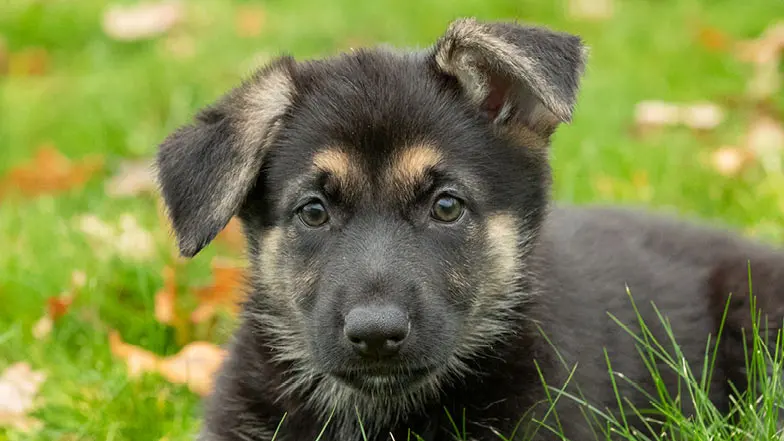 Lily lying on the grass