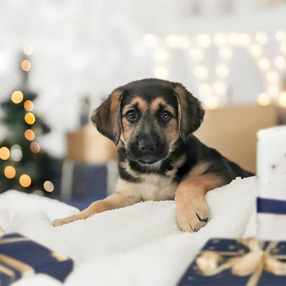 German shepherd puppy Ivy sitting on a fluffy blanket in front of Christmas lights and presents.