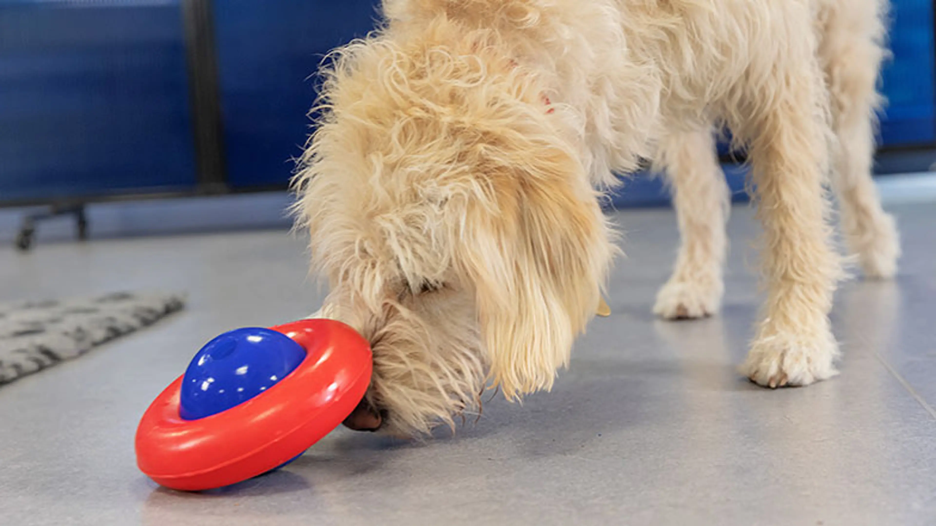 Labrador cross Poodle guide dog in training playing with toy.