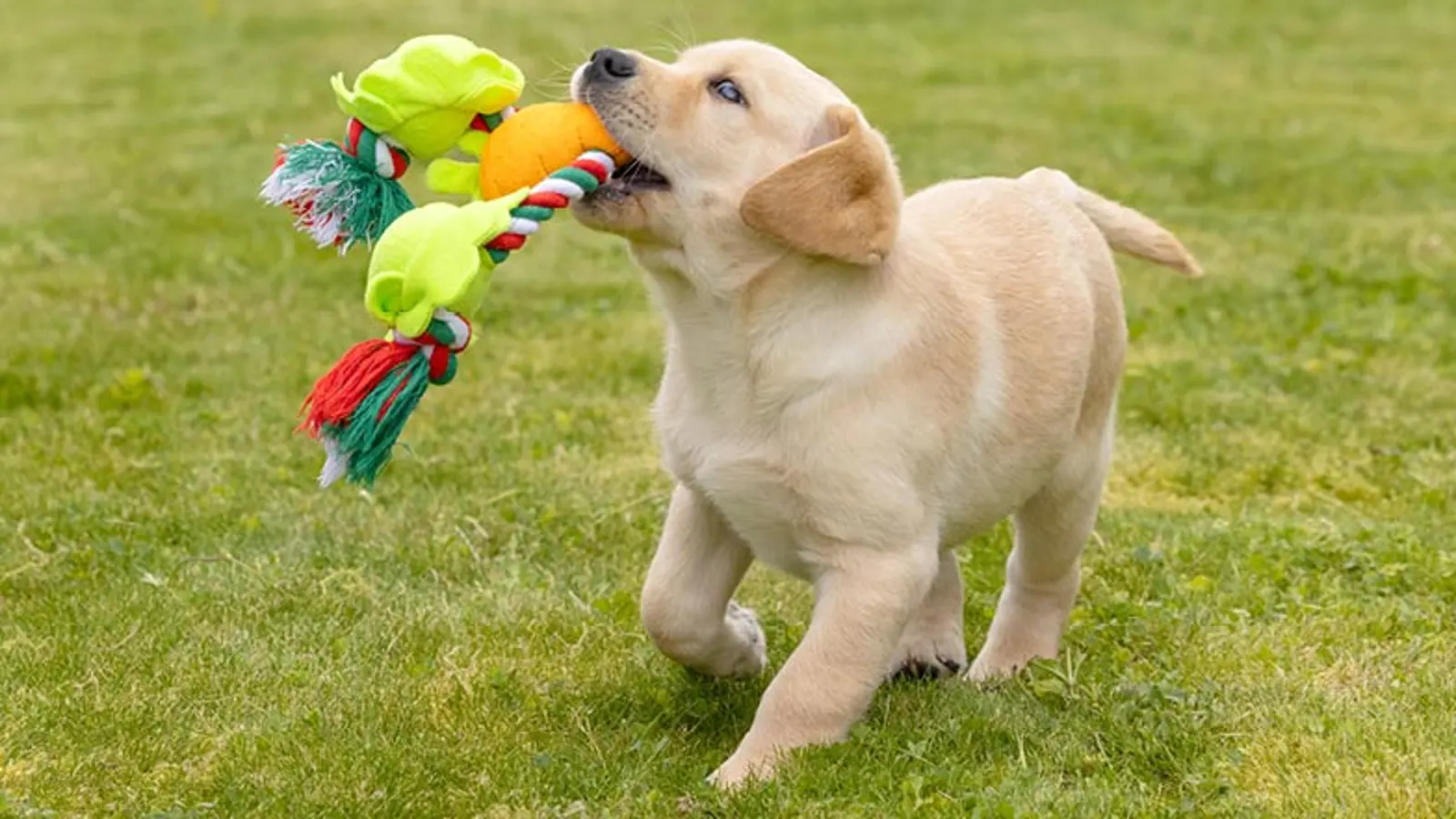 Douglas running outside with a toy in his mouth