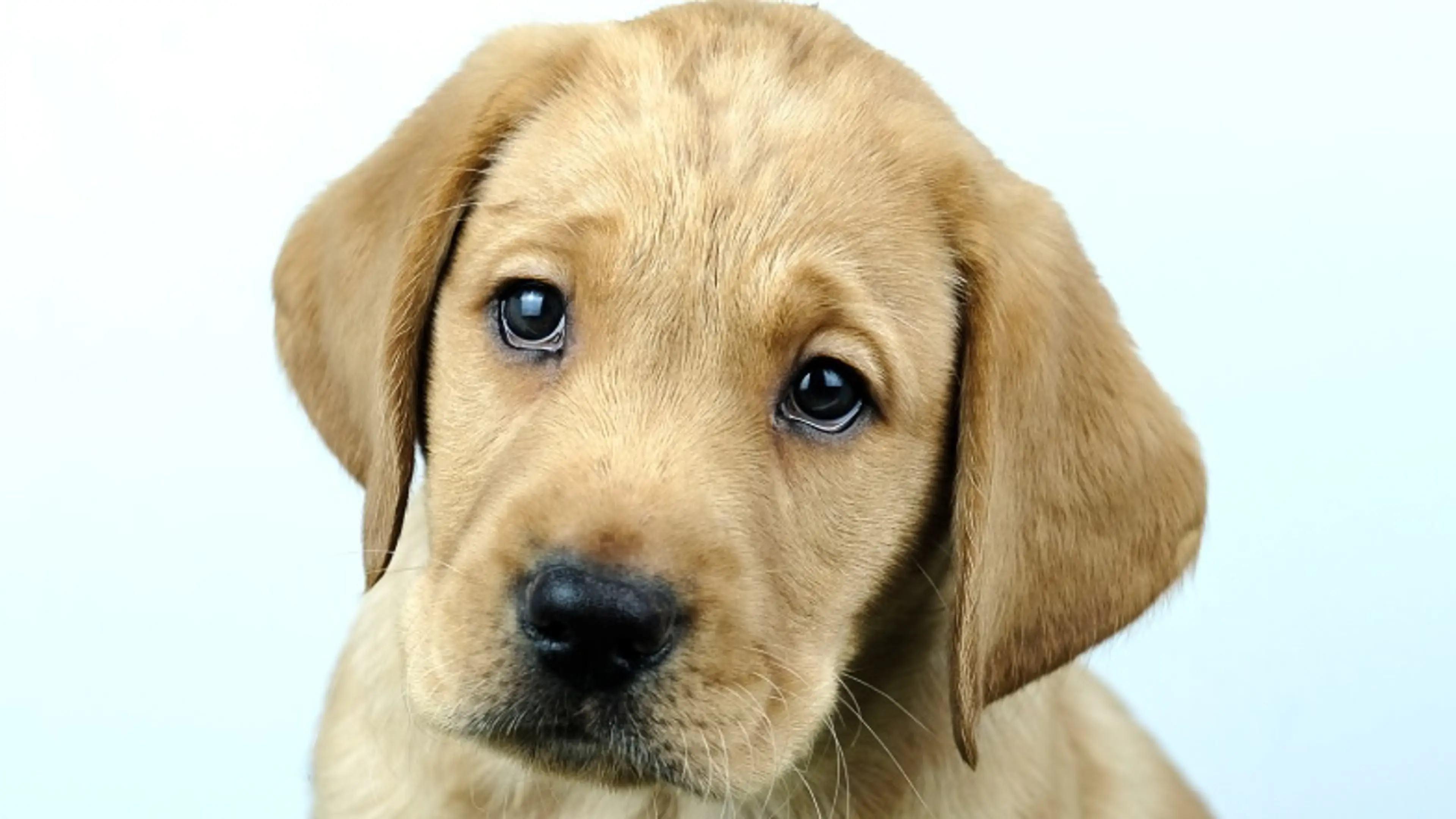 Name a Puppy dark yellow lab Rocky close up
