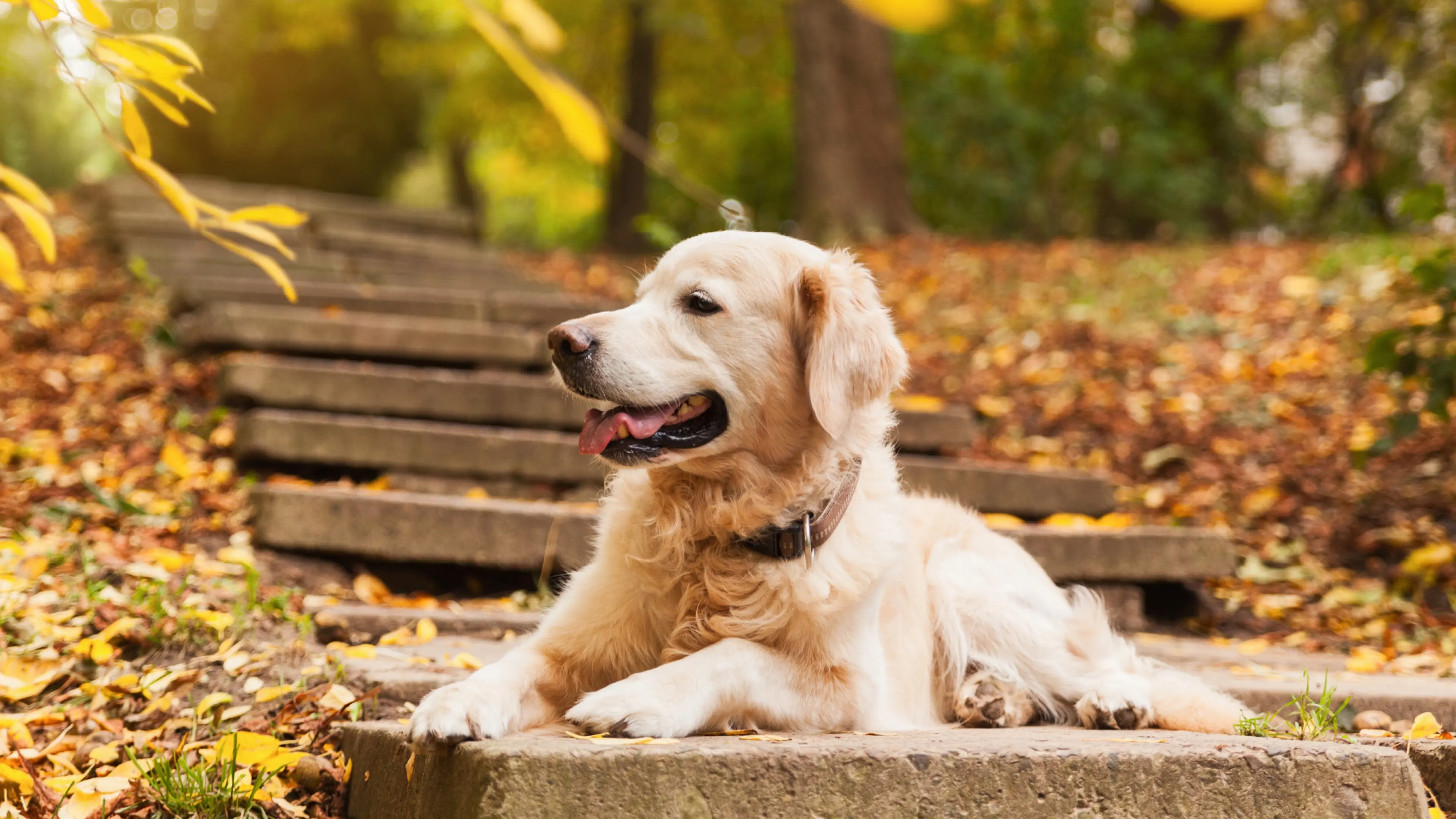 Golden Labrador lying at the bottom of outside steps which are surrounded by Autumn leaves.