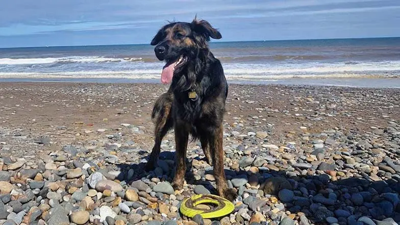 A German shepherd crossbreed stands on a sunny beach, with a toy at their feet.