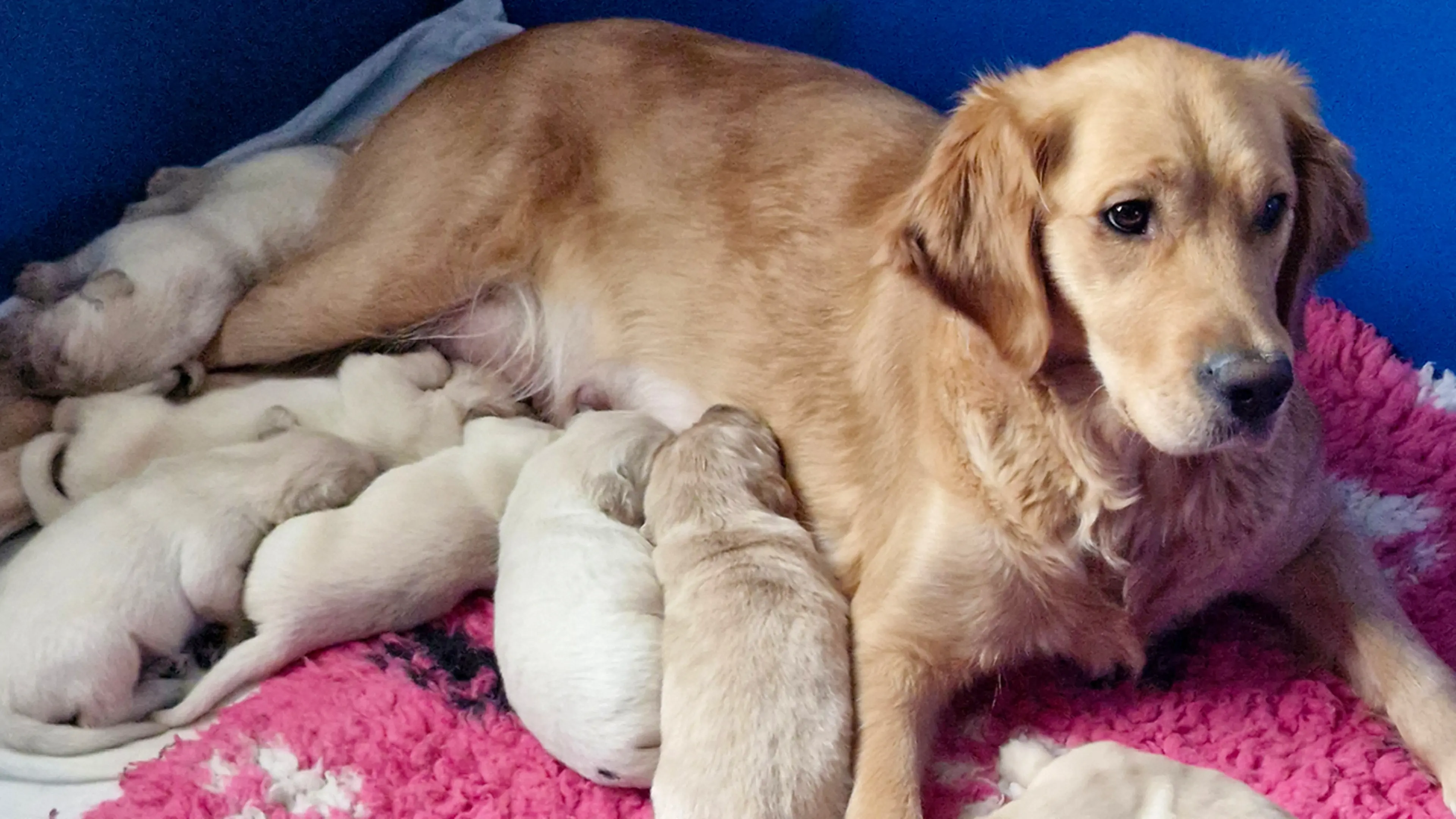 Buzz's litter snuggling with their mum.
