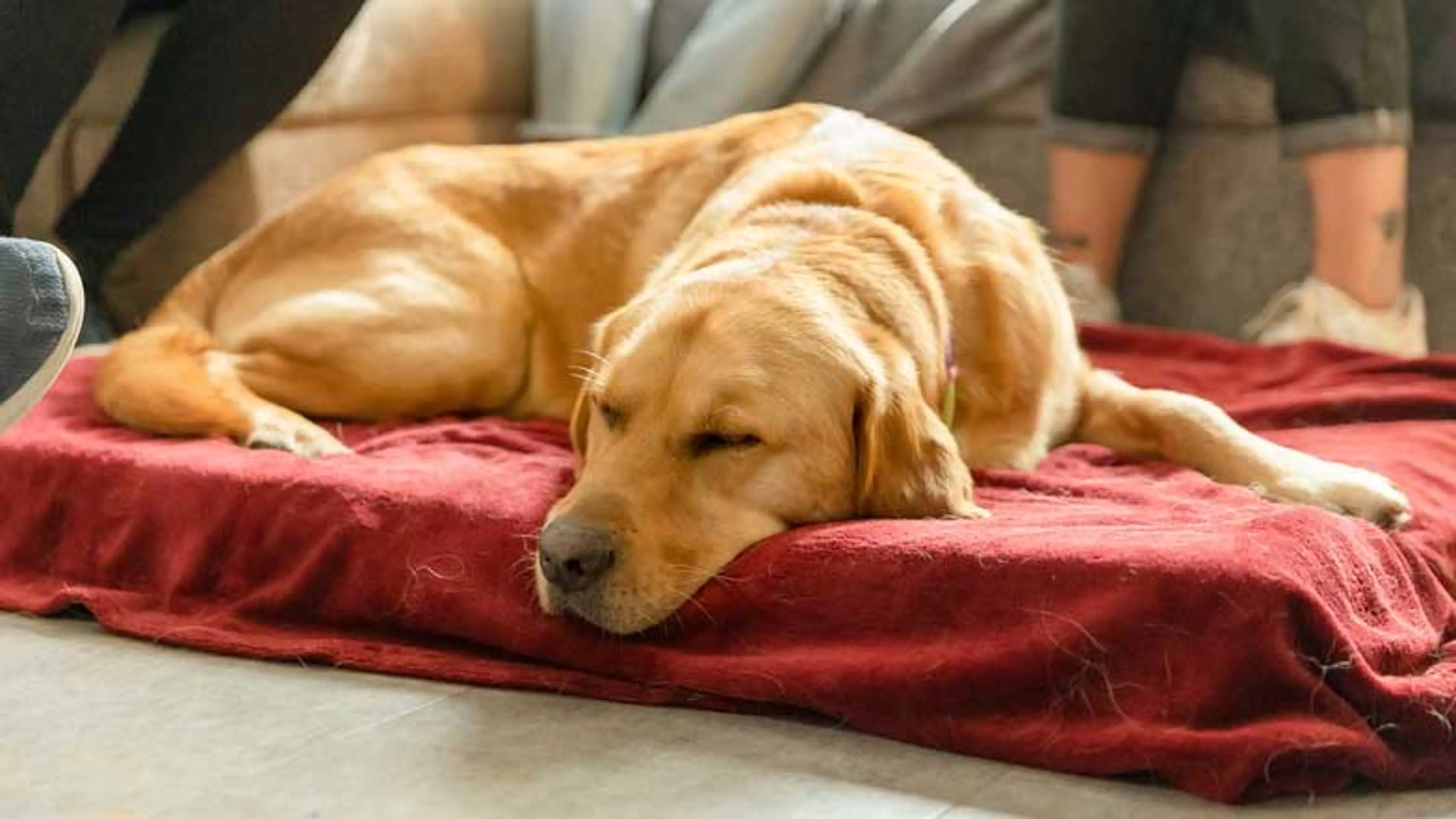 A guide dog laying asleep on their bed