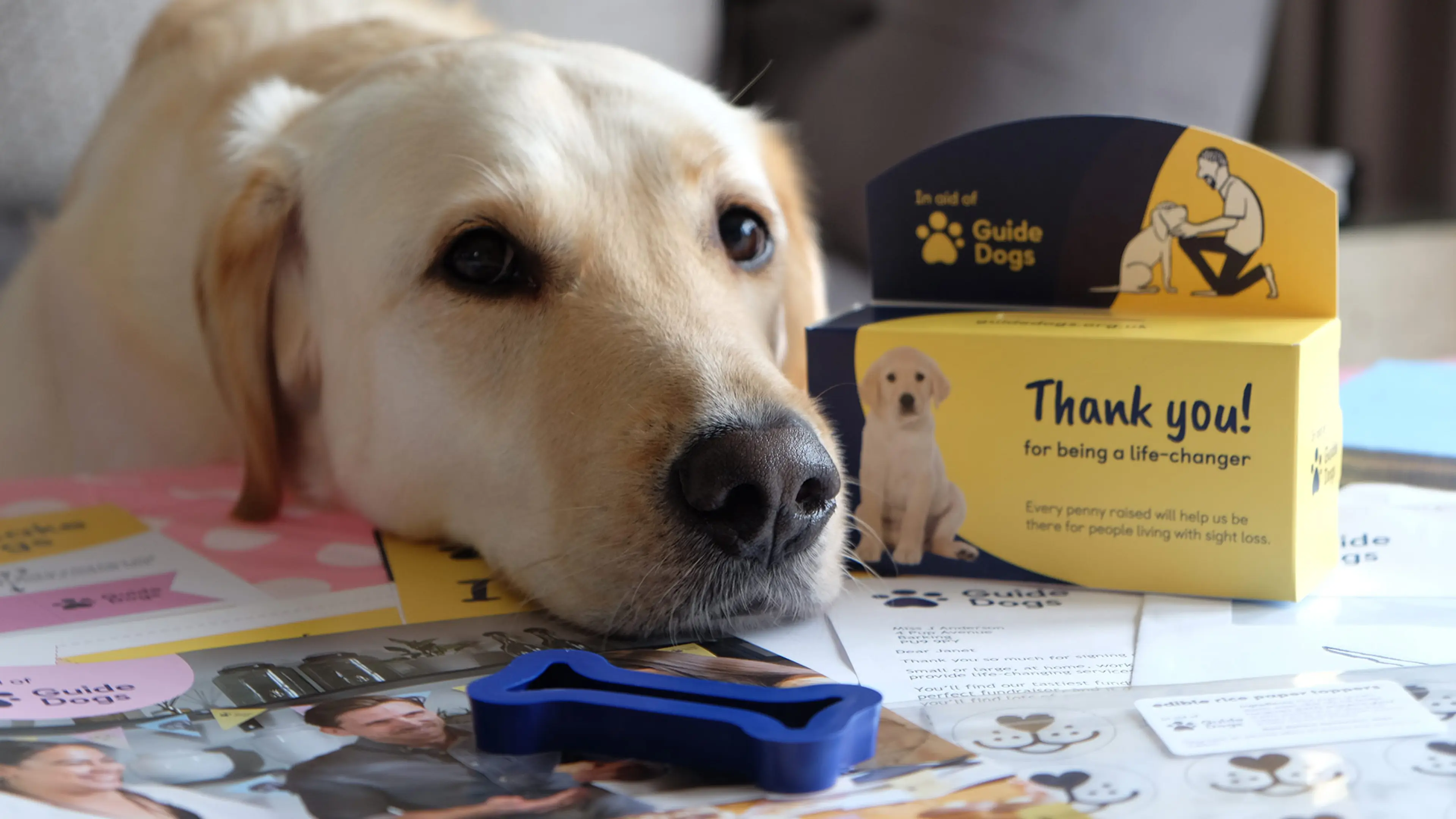 A guide dog rests their head on a table with a Guide Dogs coin collector and cookie cutter beside it. 