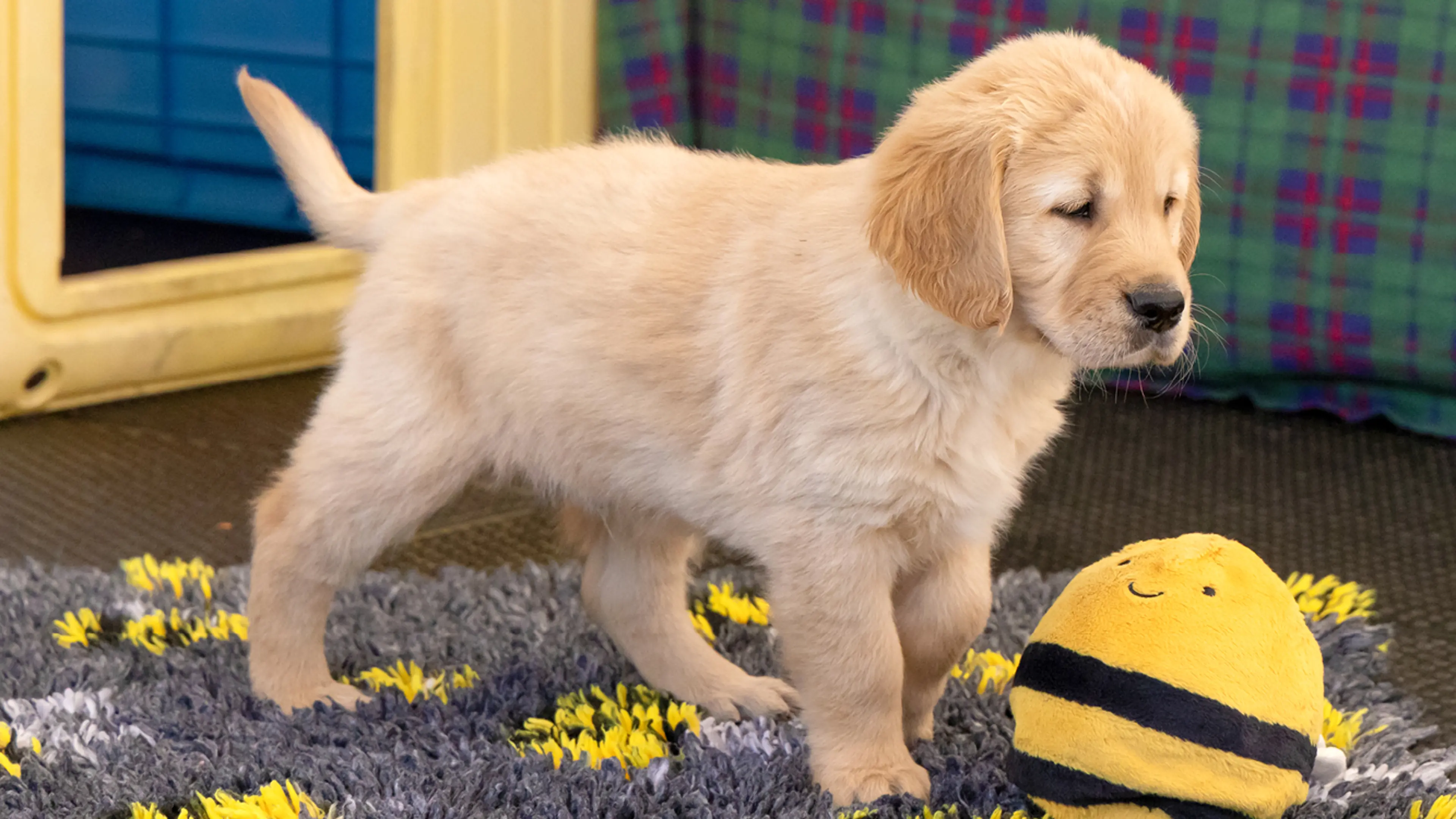 Buzz standing next to his bumblebee toy.
