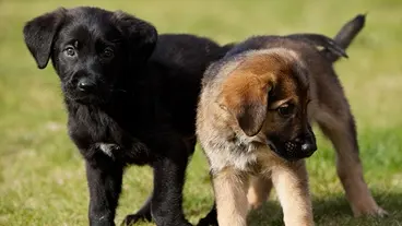 two puppies
