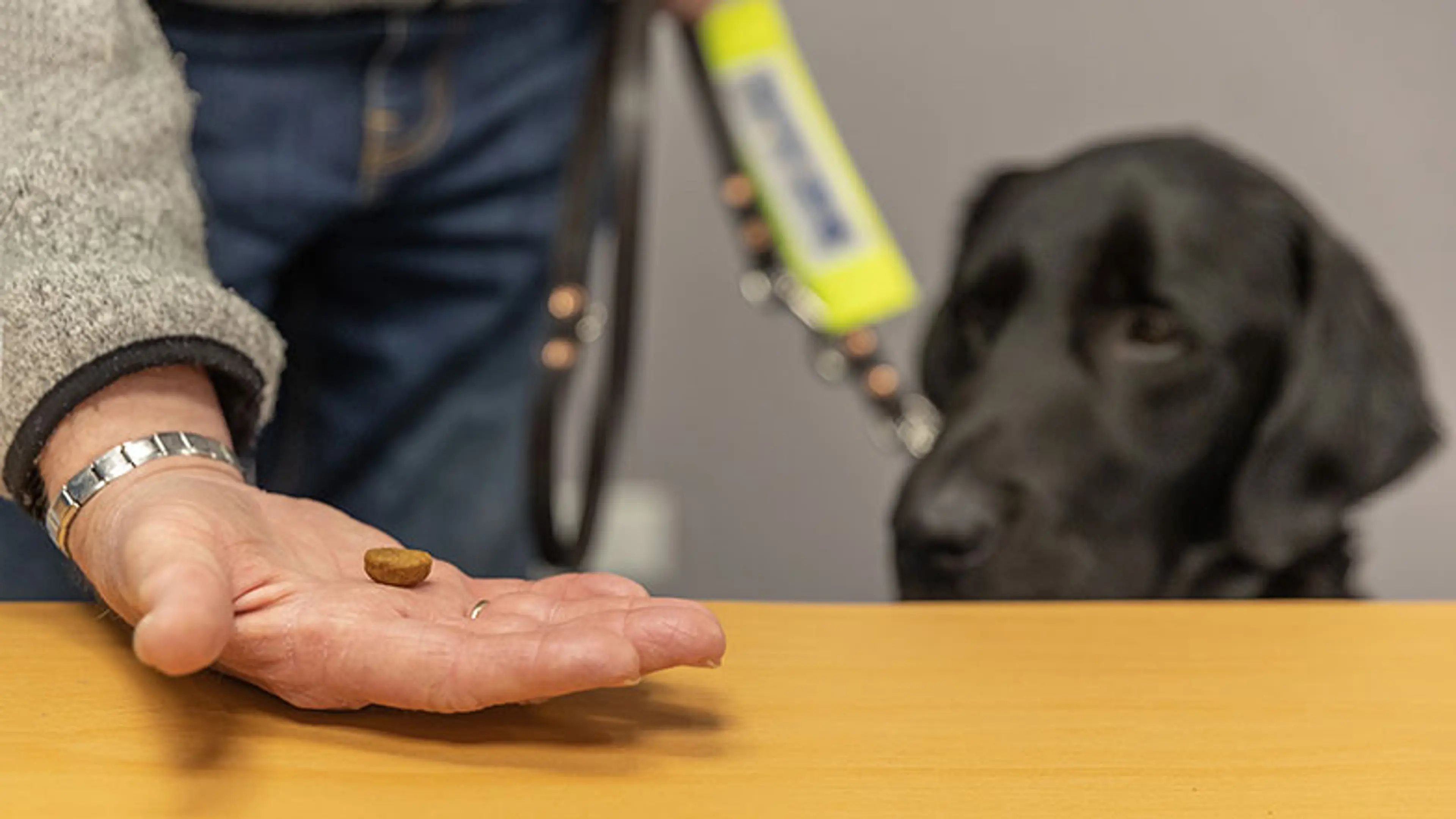 A Labrador guide dog in training sits waiting for a food reward.