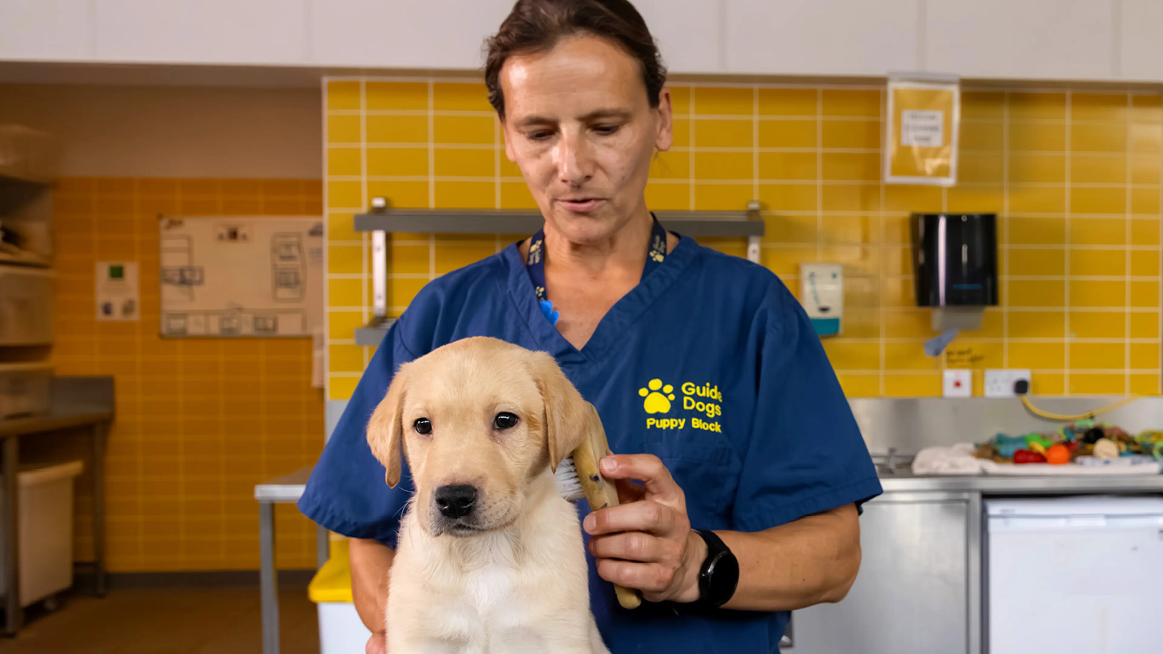 Bruce being brushed by a Guide Dogs staff member.
