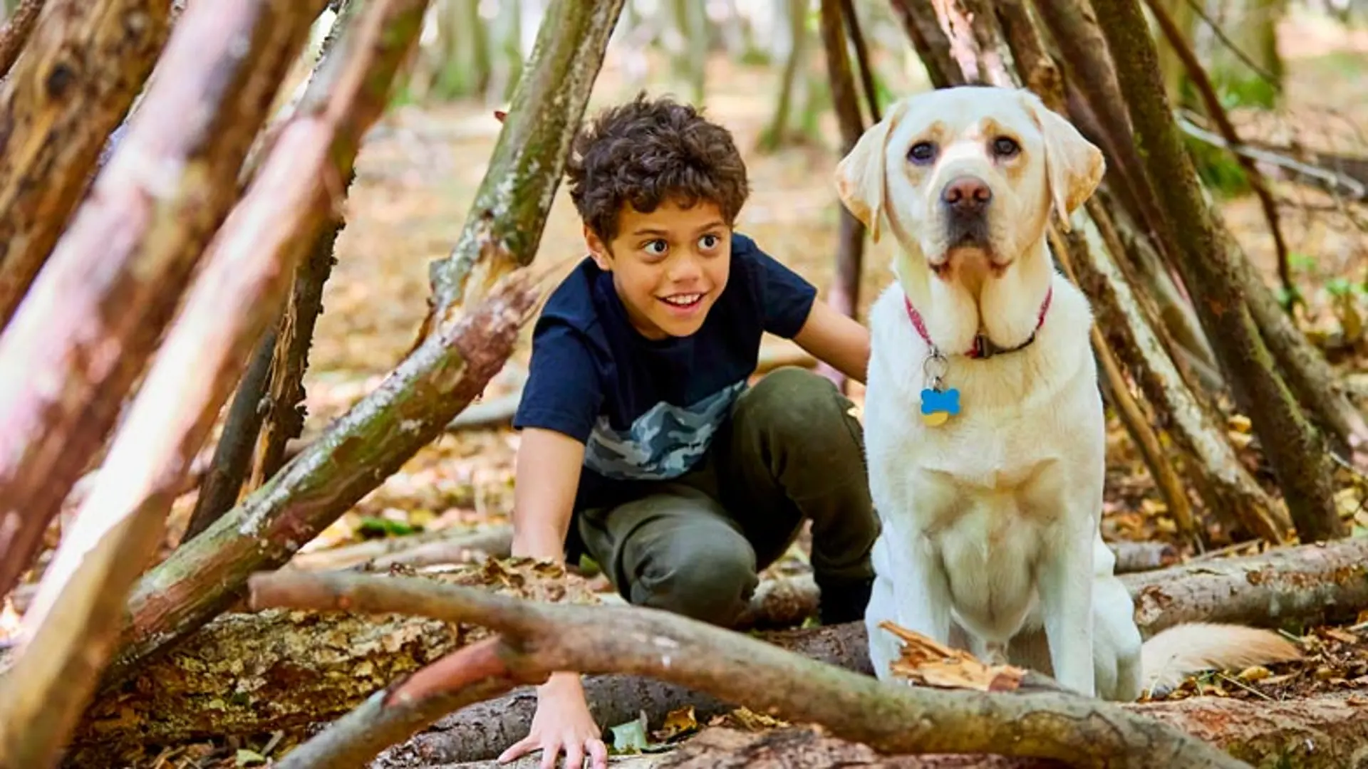 Jago and buddy dog Sam playing together in the woodland