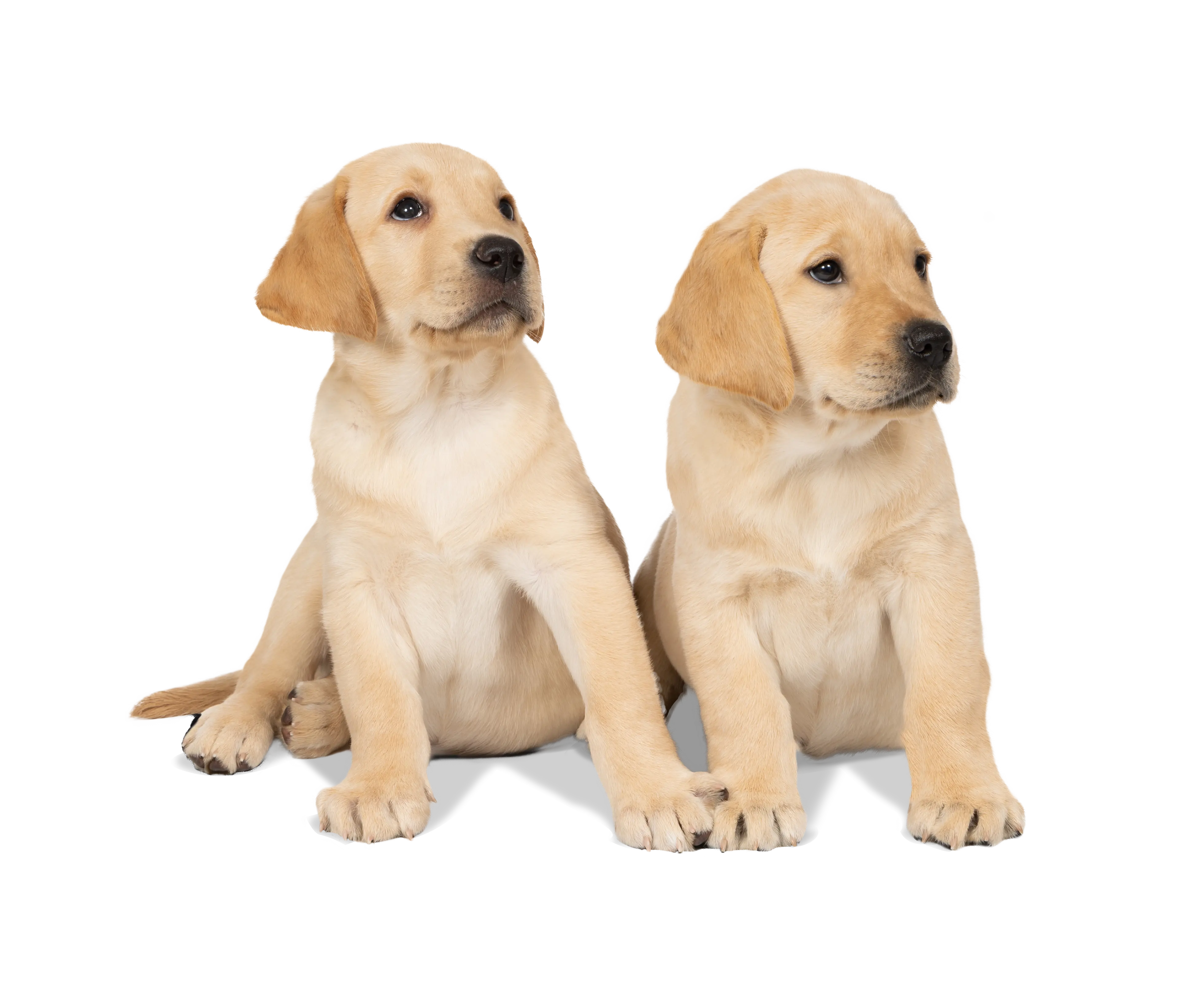 Two Golden Labrador Puppies sit side by side and look to the right..