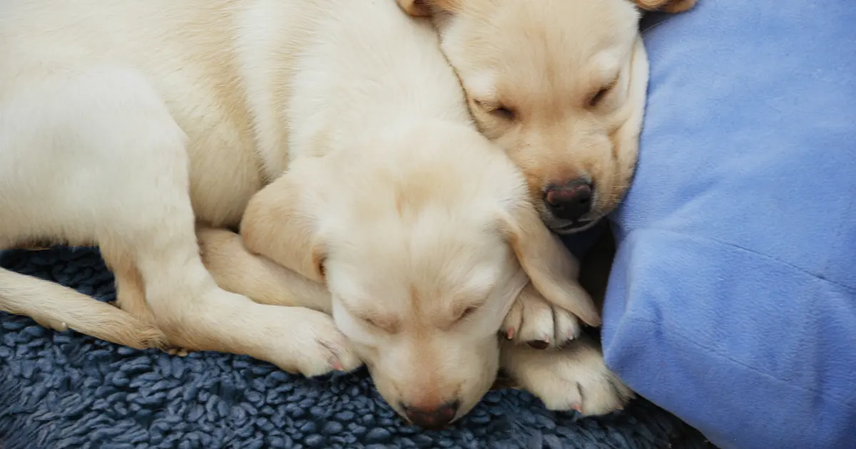 Puppies sleeping