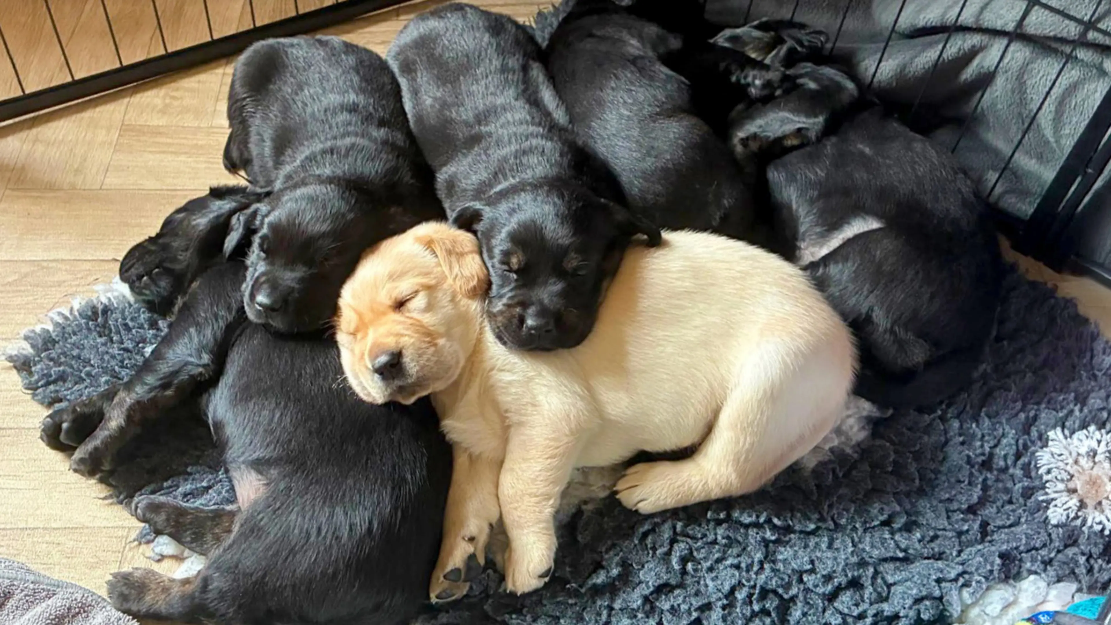 Rudy snuggling with his five littermates.

