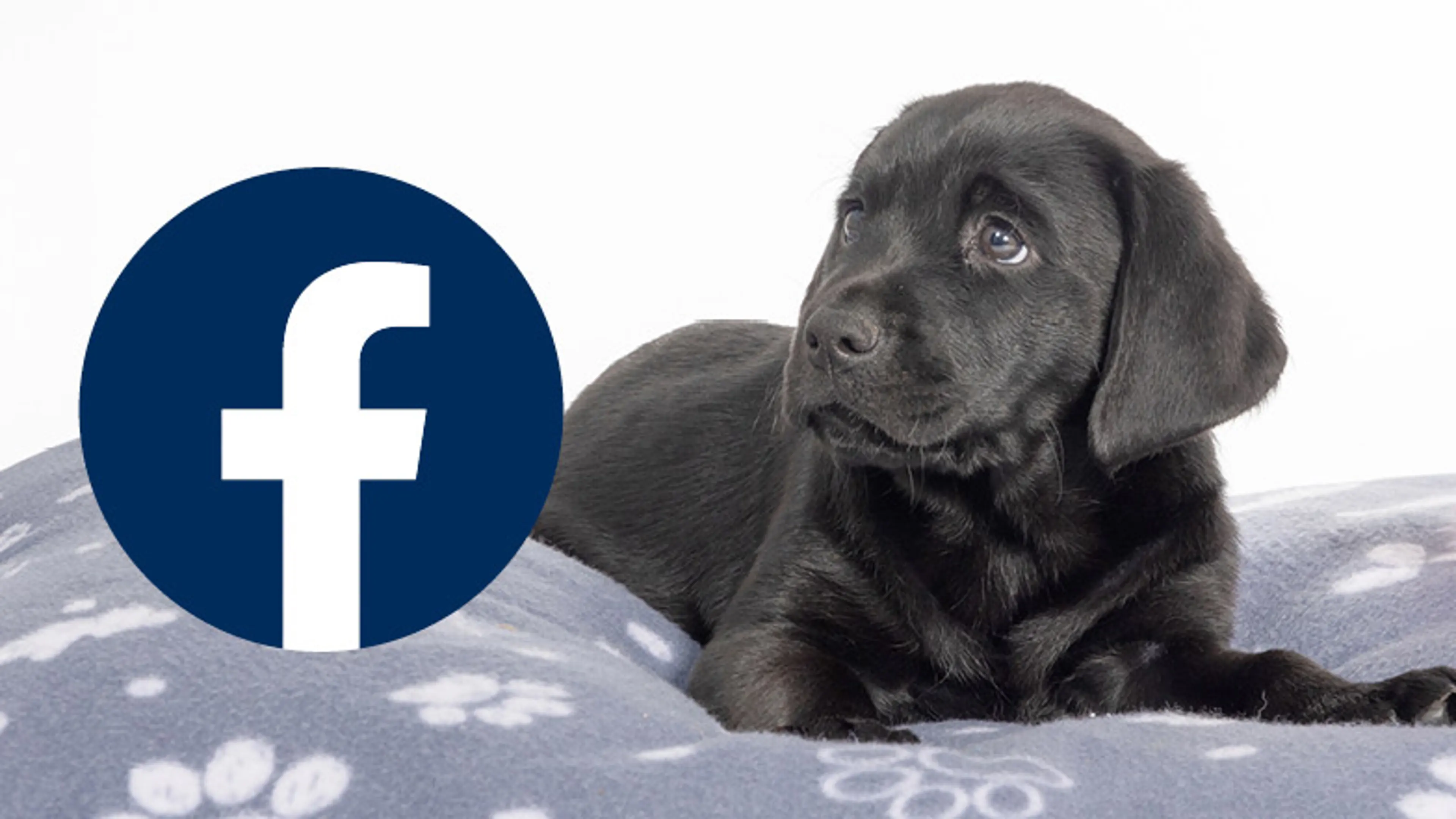 Guide dog puppy Jack lying on a blanket with his nose pointing to the Facebook logo