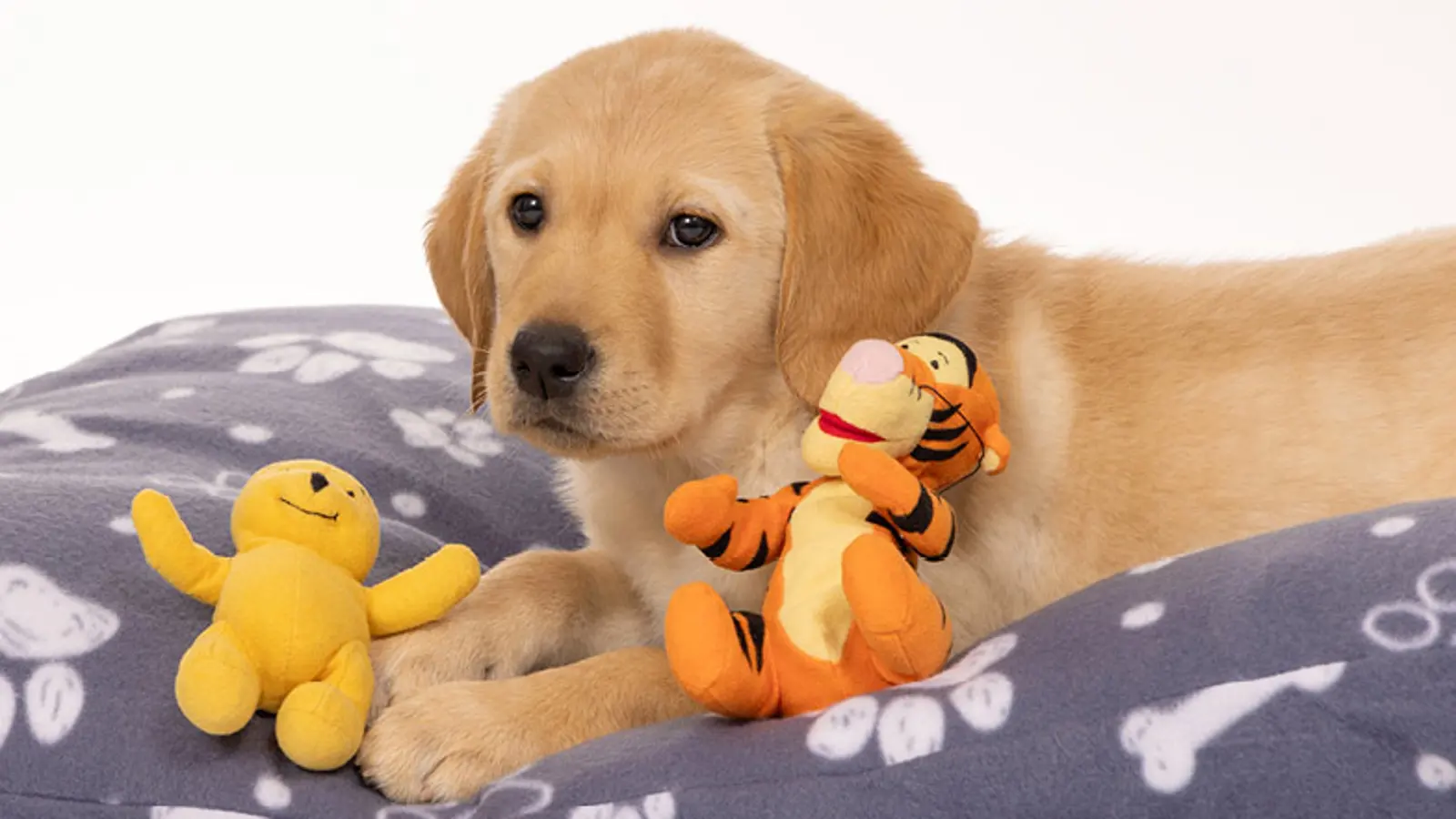 Honey sitting on a dog bed surrounded by soft toys.