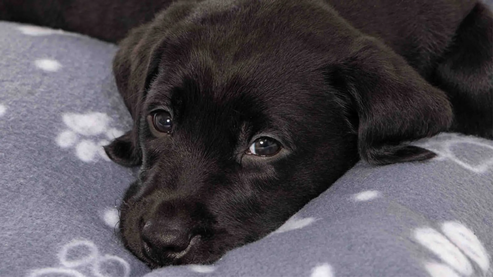 Norman lying on a dog bed looking towards camera