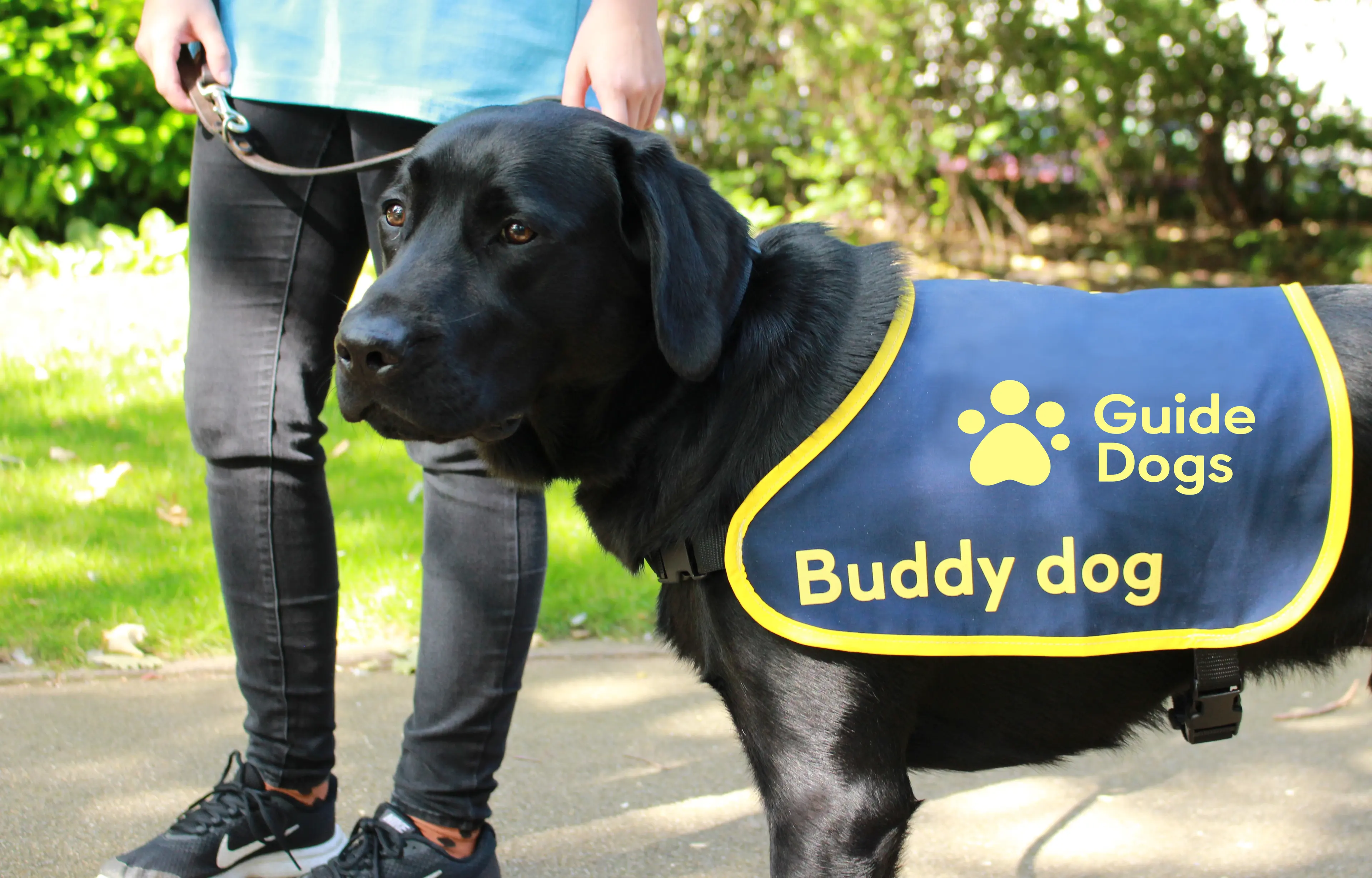 A black Labrador wears a blue Guide Dogs buddy dog jacket.