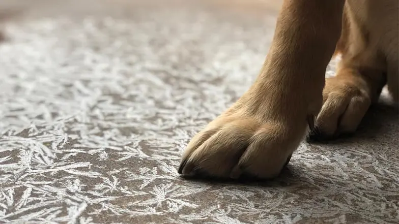 A guide dog's paw in the snow