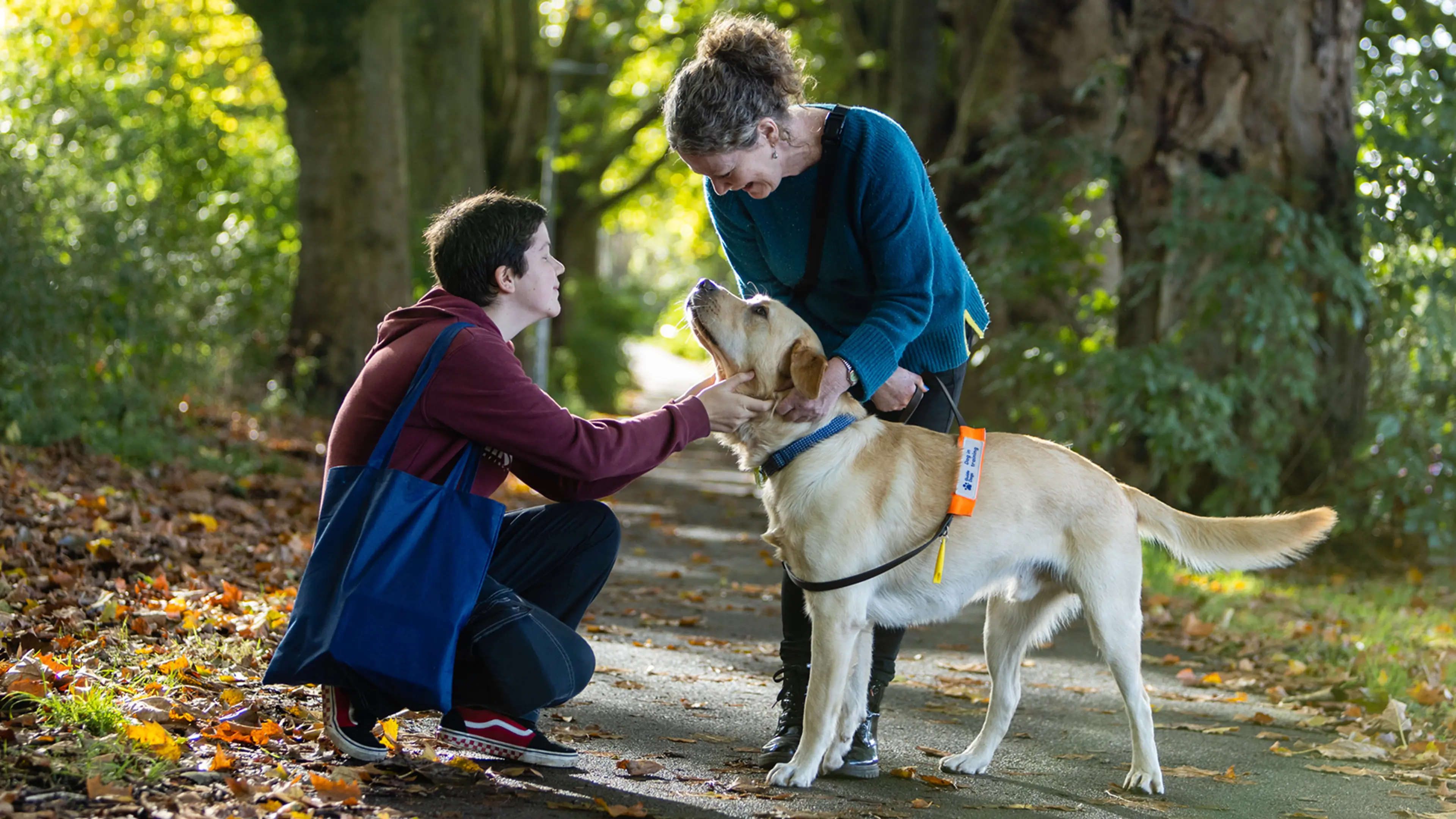 A volunteer fosterer is pictured with her guide dog in training in a park and a person is knelt down saying hello to the dog.
