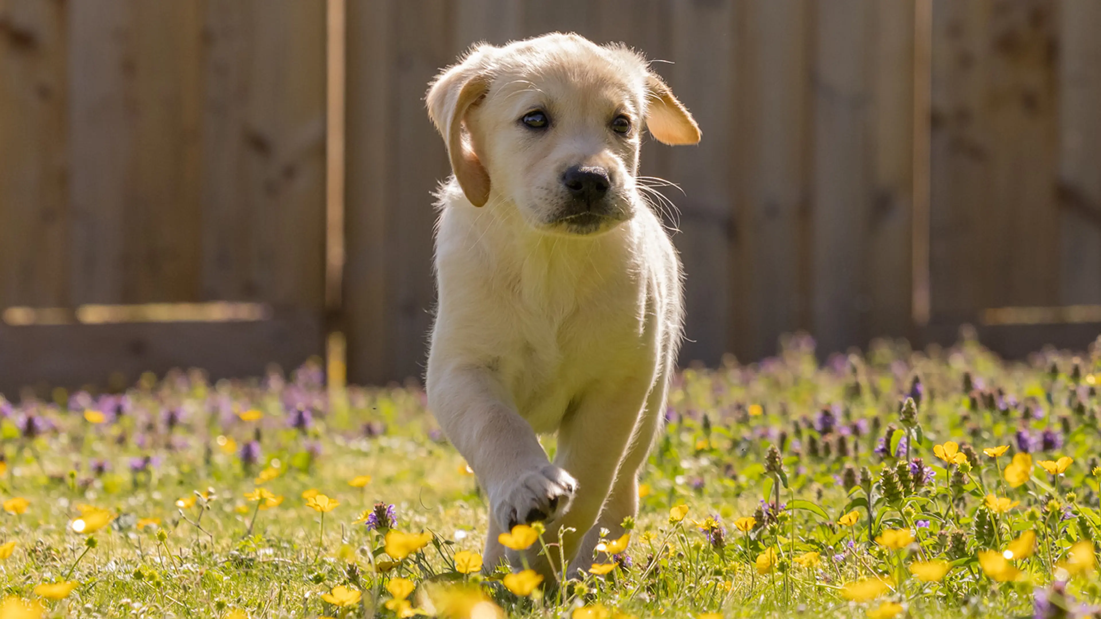 Nutmeg walking on the grass.
