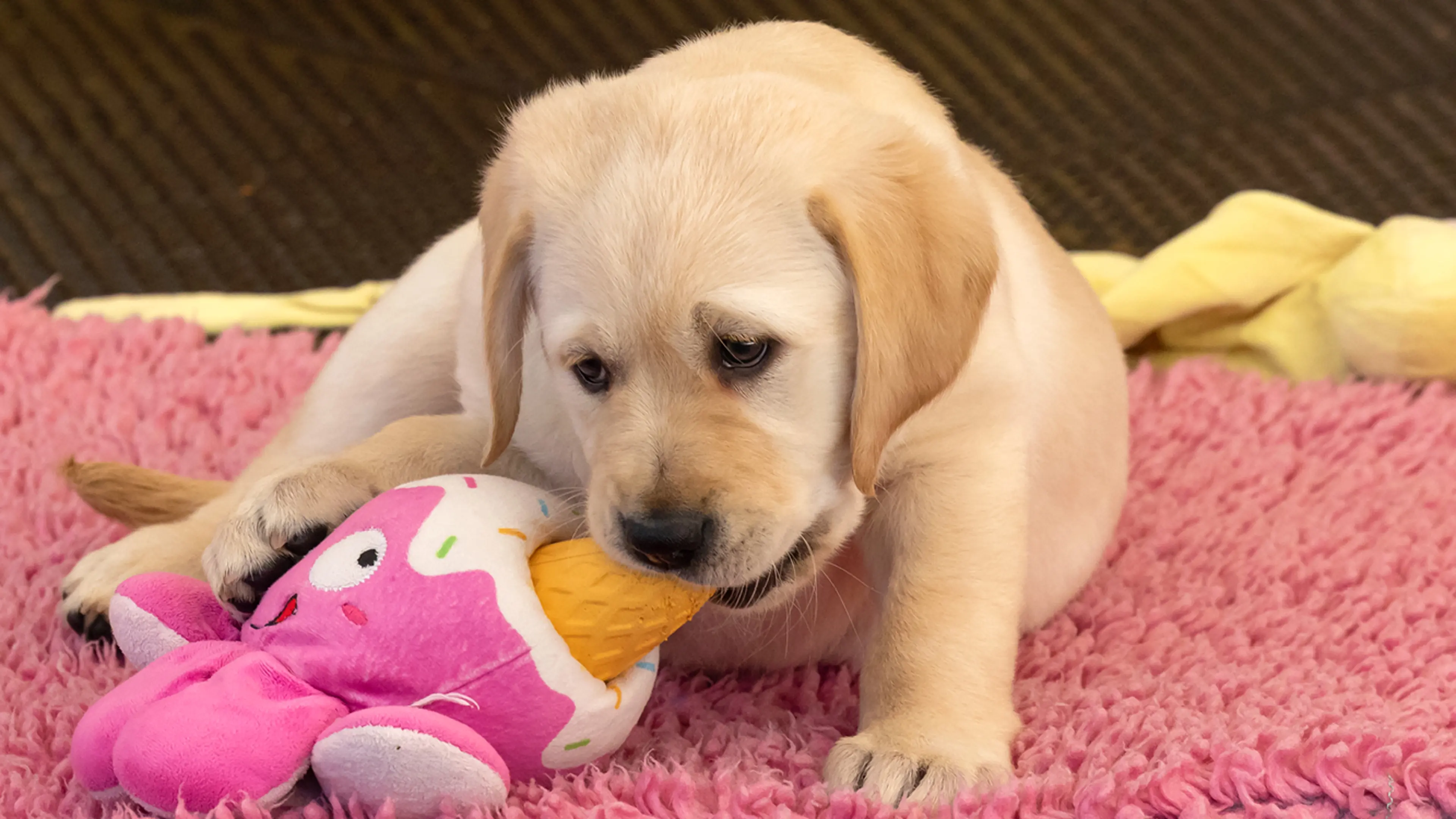Sunny playing with her octopus ice cream toy.
