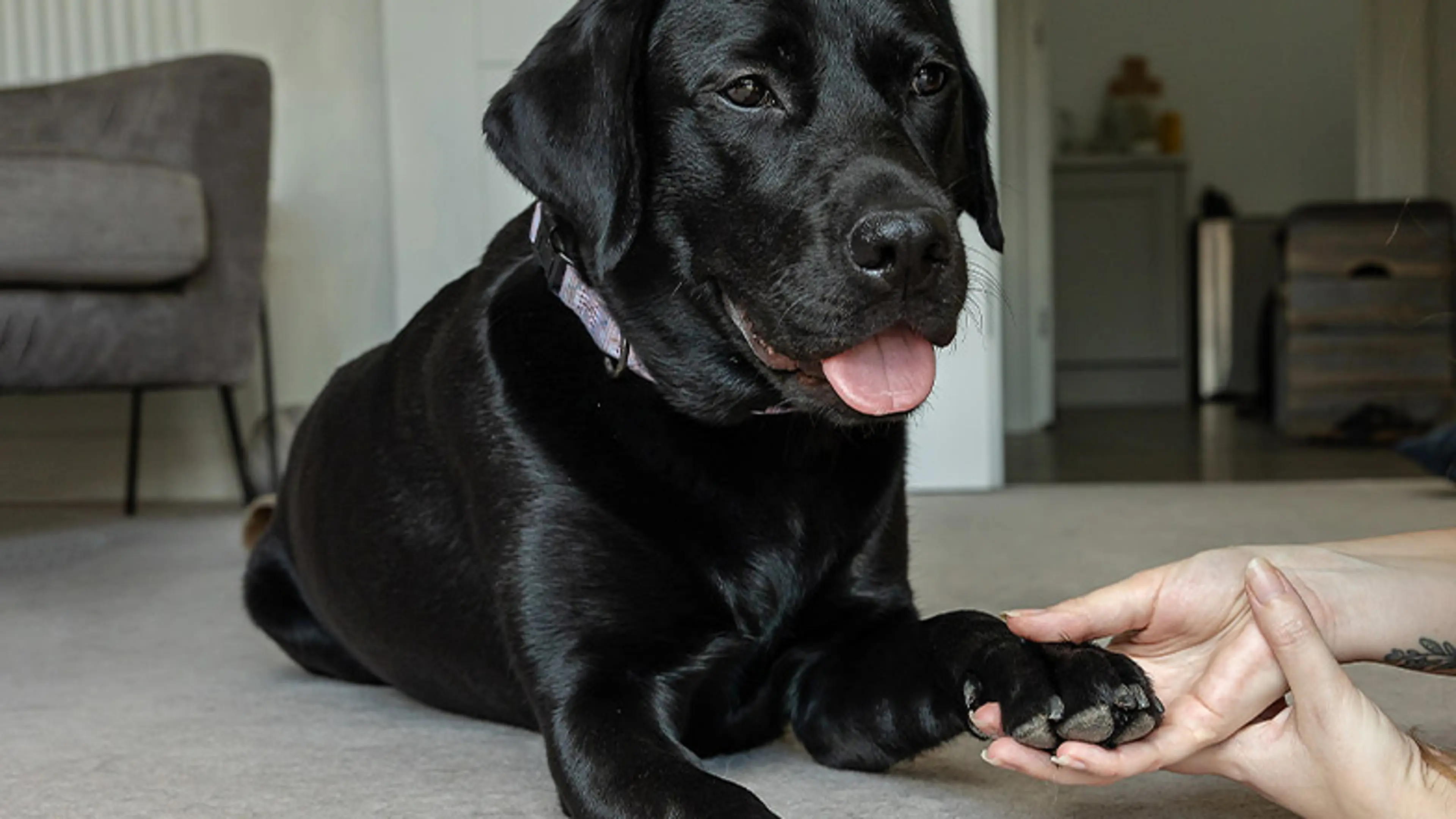 A dog owner gently inspects their dog's paws.