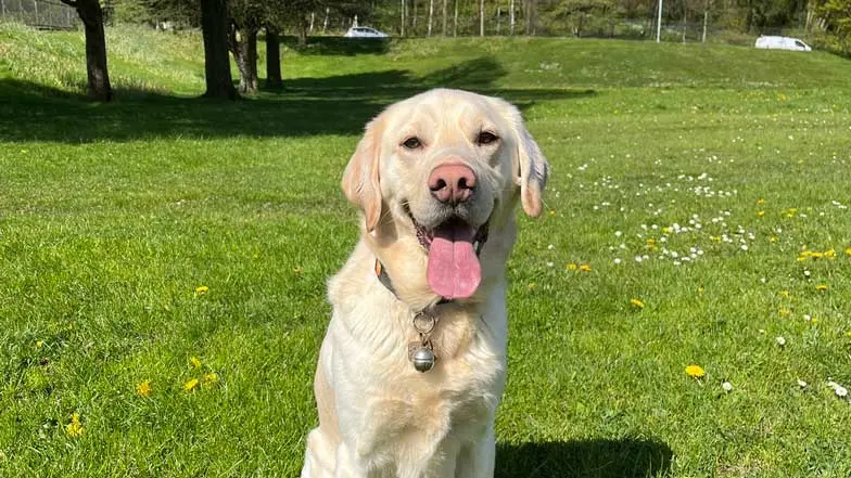 Guide dog sitting in an open field looking to the camera.