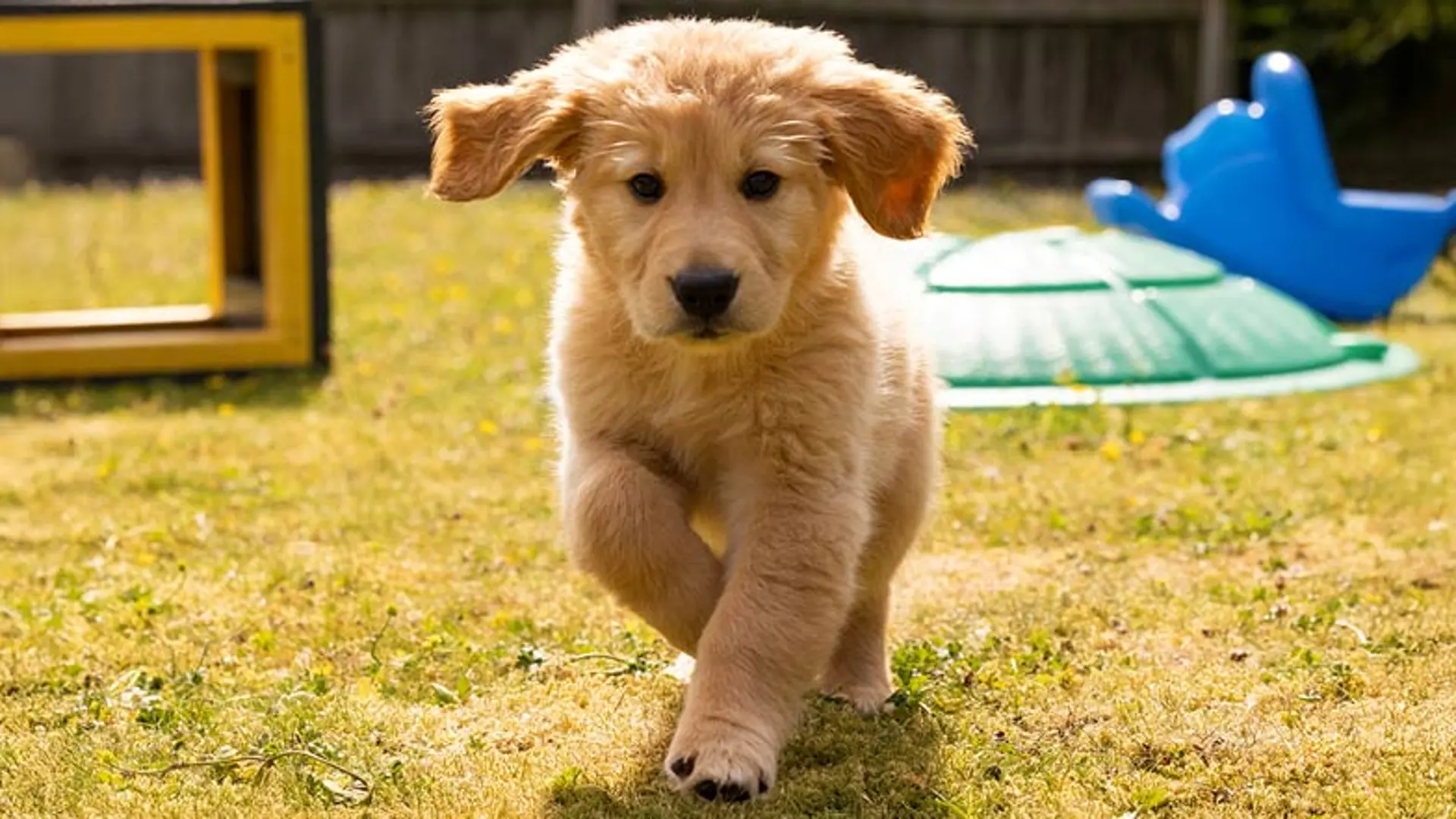 Parsnip running outdoors in the sunshine.