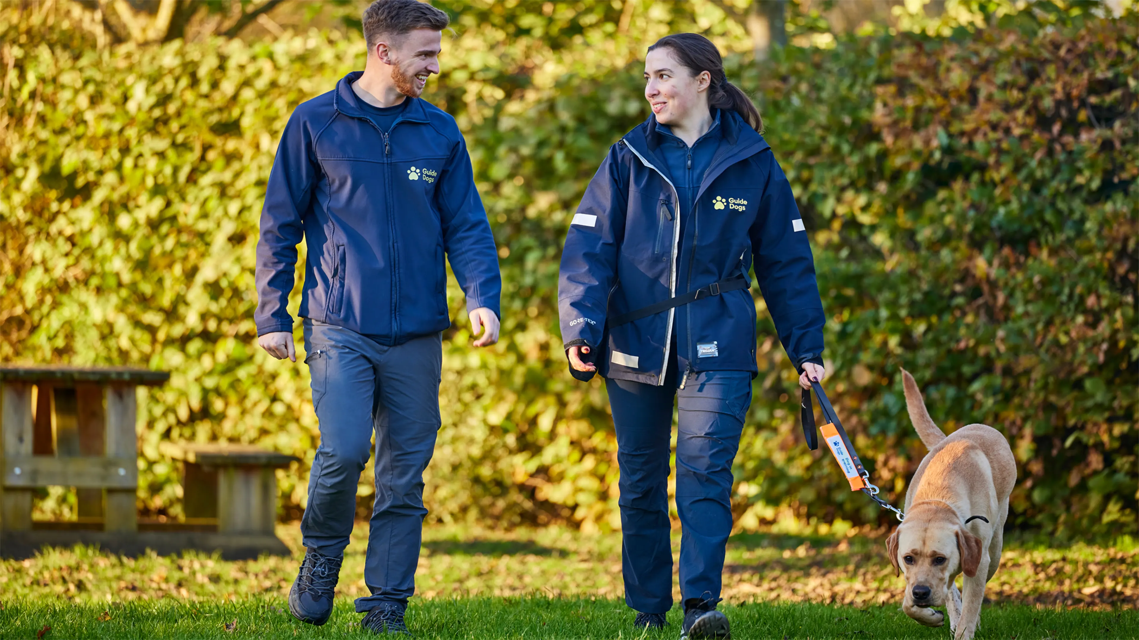 Two Guide Dog Trainers from the Guide Dogs Academy walk a yellow Labrador guide dog in training along the grass.