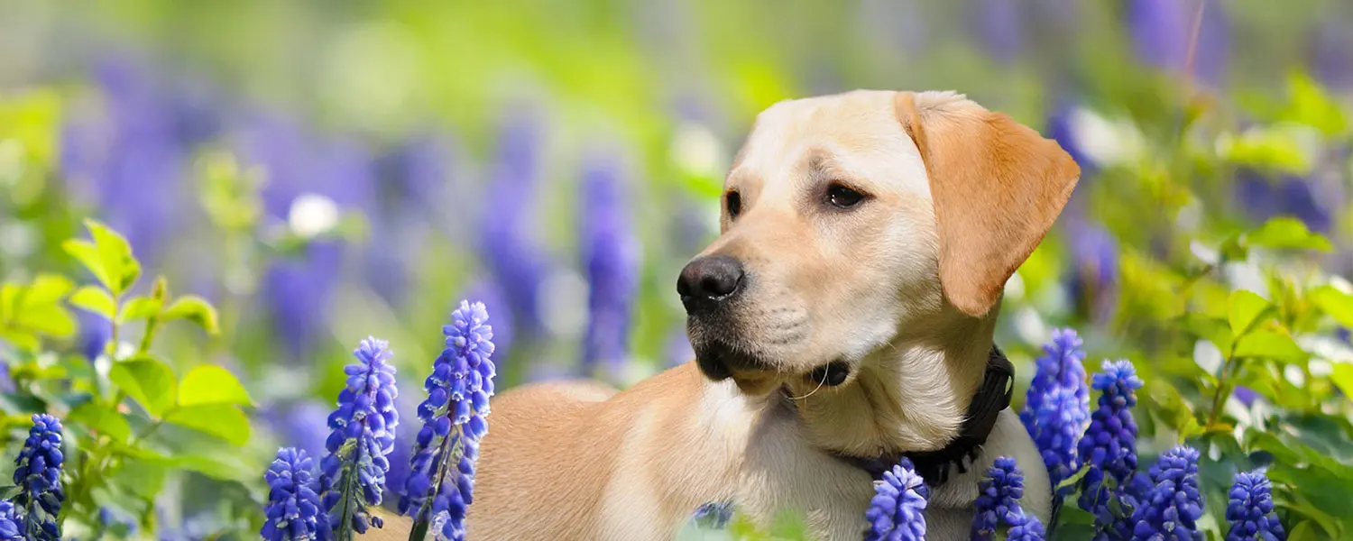 Headshot of a golden Labrador amongst bluebells