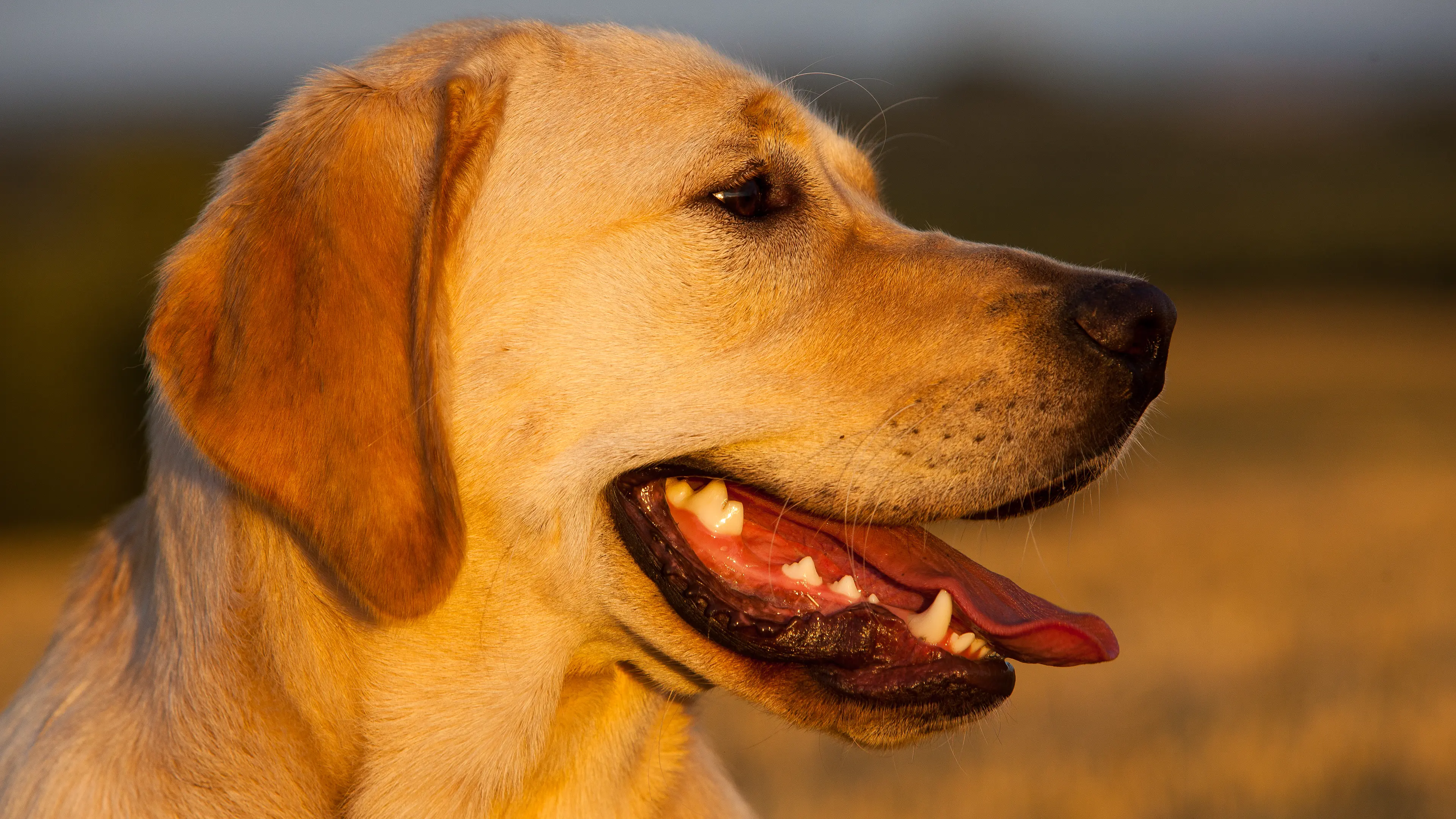 Headshot of golden labrador looking to the side against a countryside background.