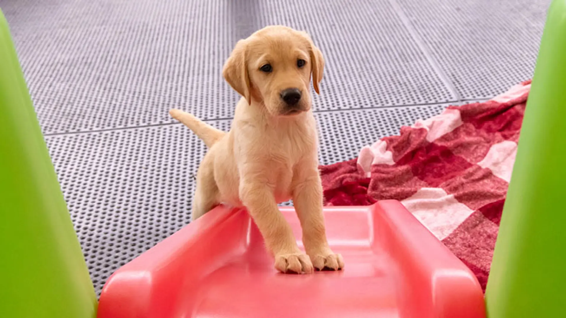 Piper standing at the bottom of a slide looking at camera.