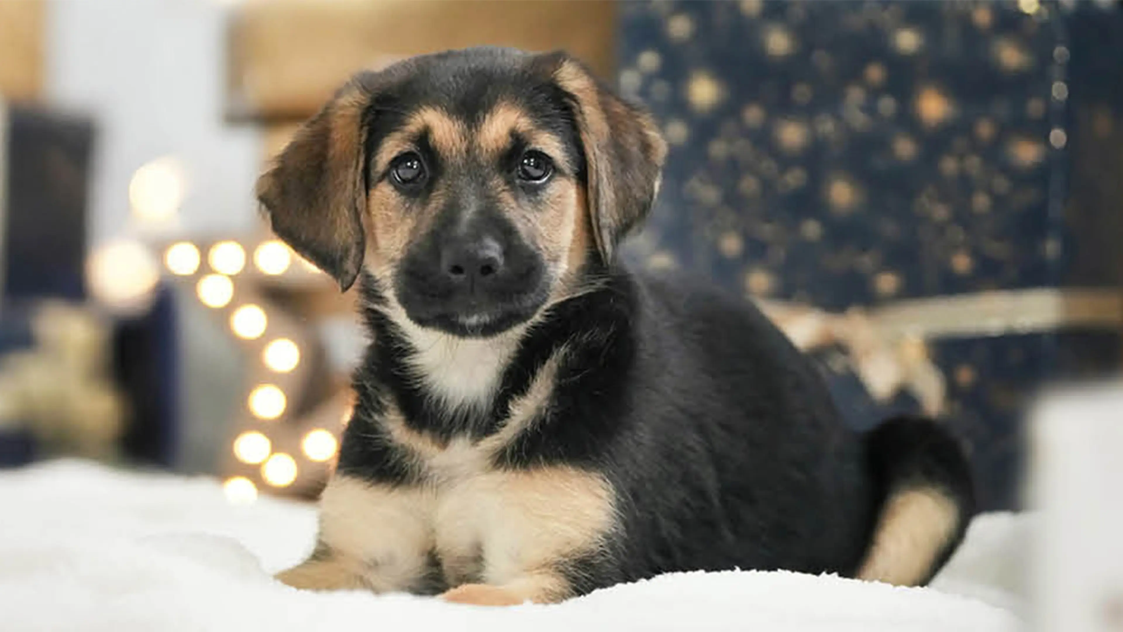 German shepherd puppy Ivy looking at camera in front of Christmas lights and parcels.