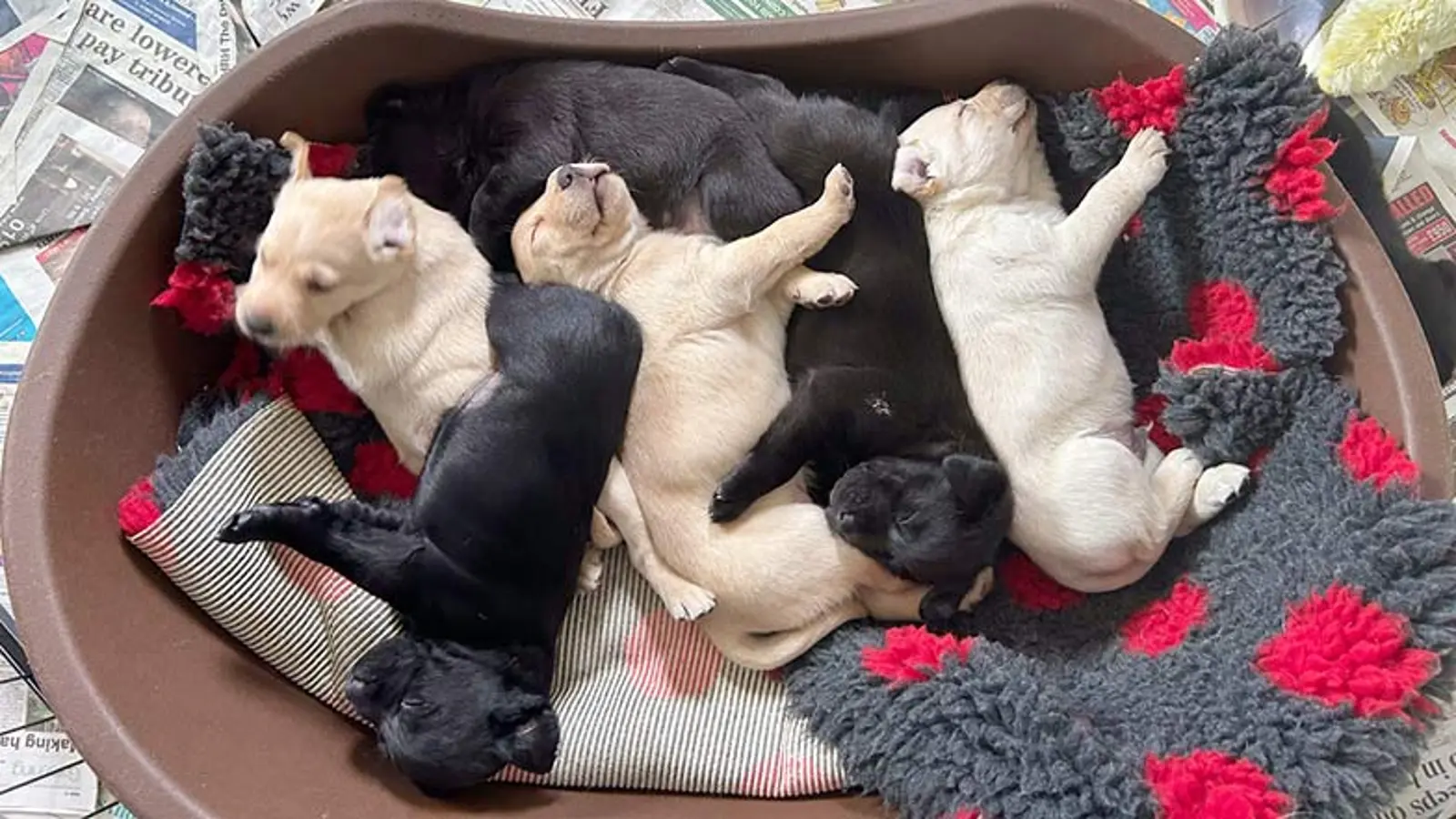 Sage and her siblings lying together on a dog bed