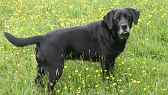 Rehomed black Labrador Velvet in a field